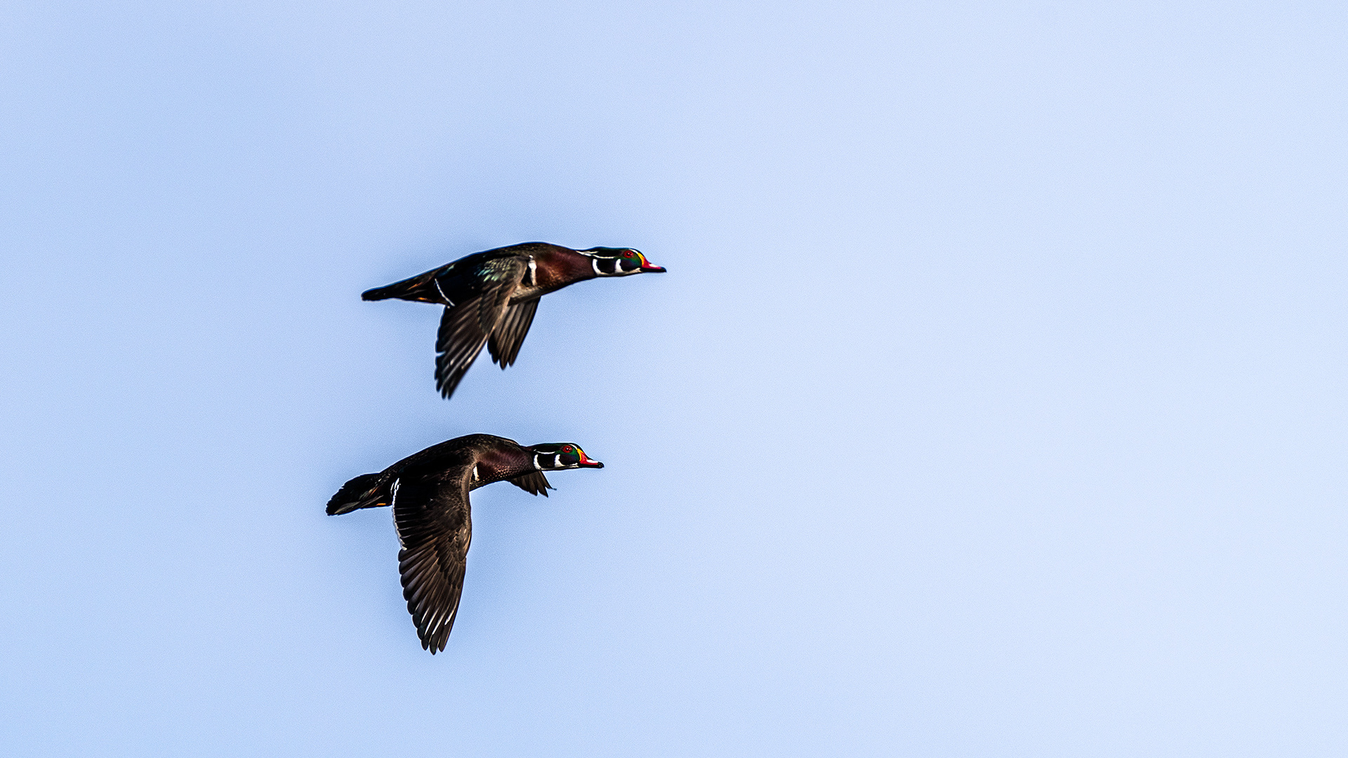Wood Ducks (male, in flight) at the Inglewood Bird Sanctuary & Nature Centre, Calgary, Alberta