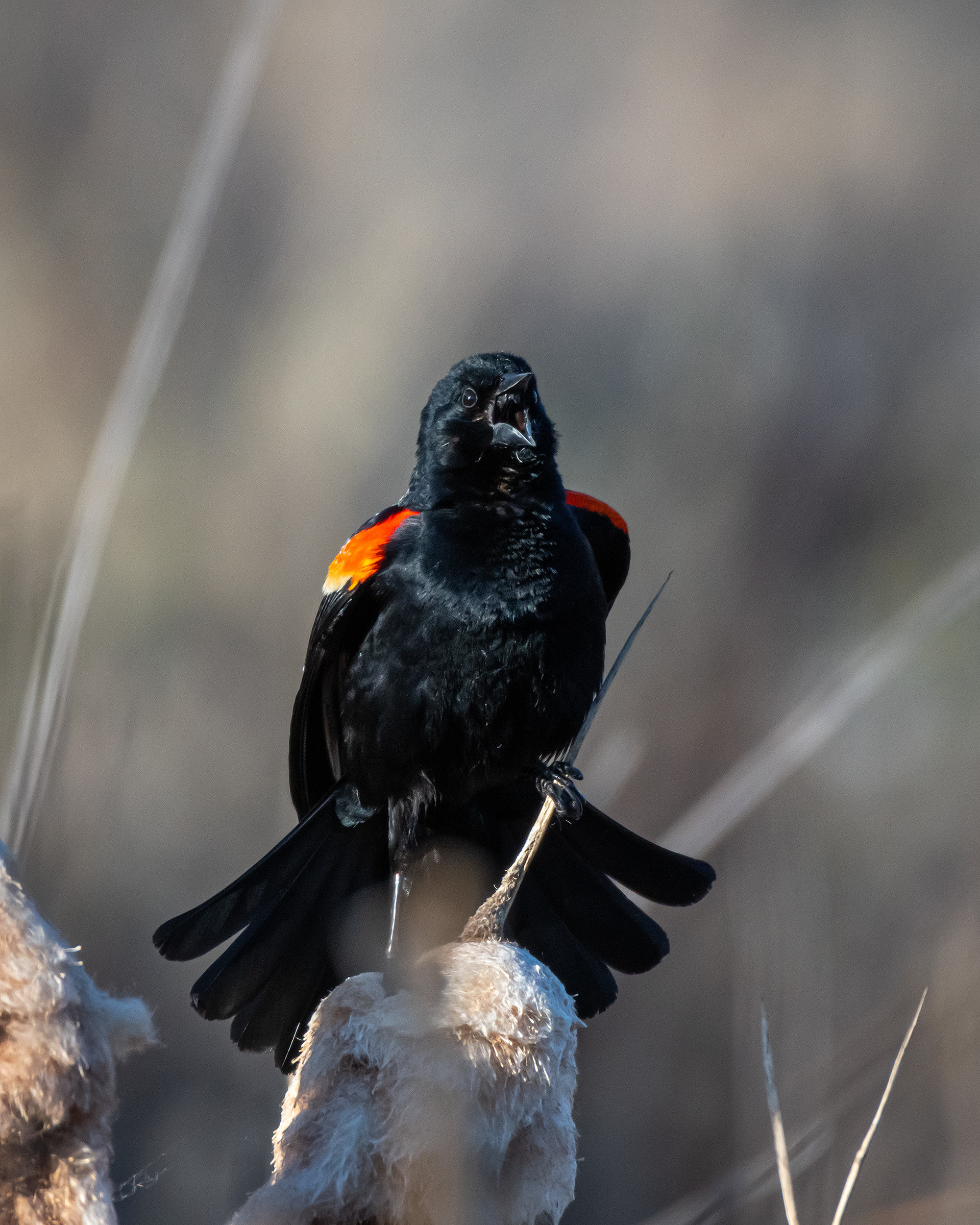 Red-winged Blackbird (male), Marshall Springs, Fish Creek Provincial Park, Calgary, AB