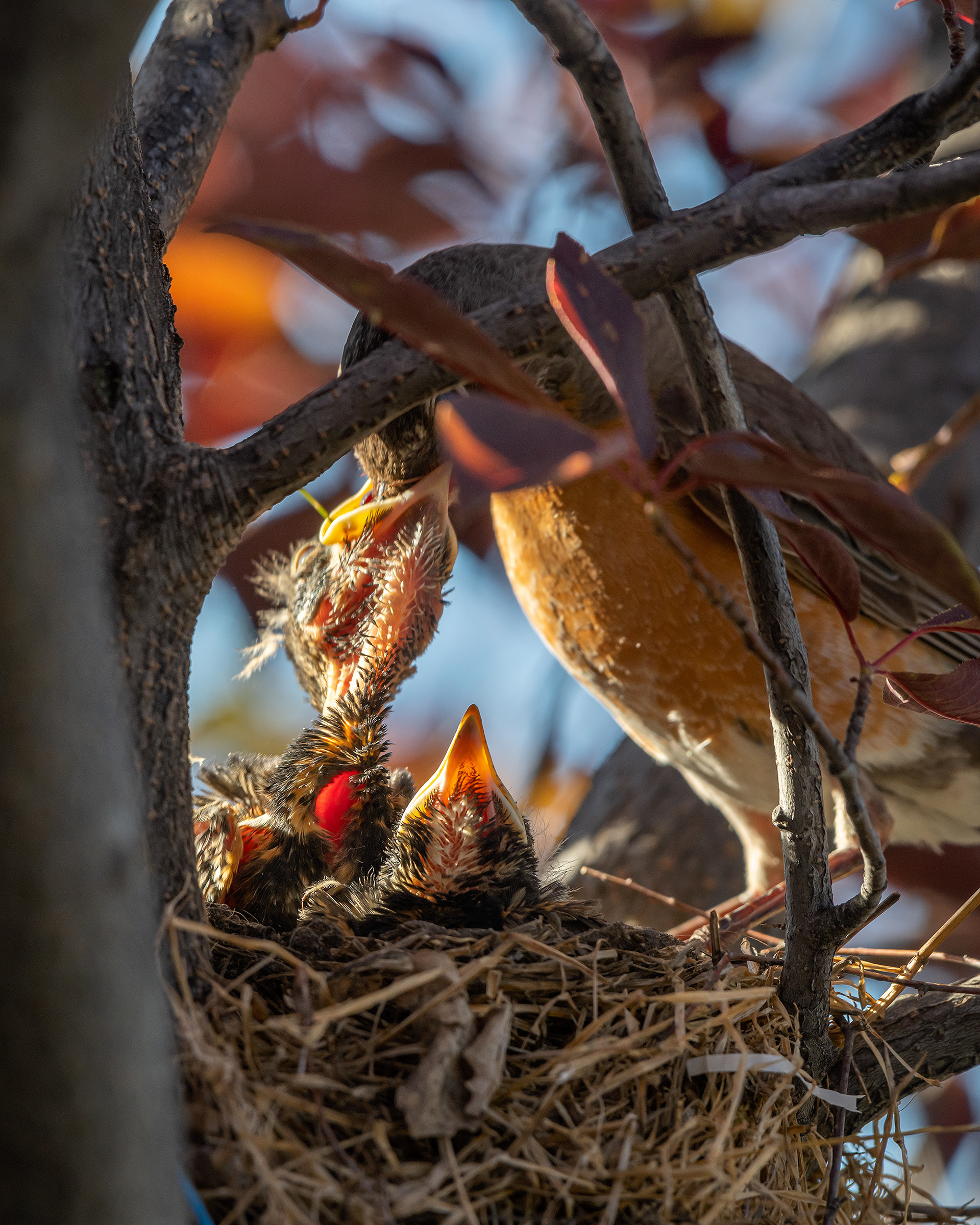 American Robin hatchlings being fed, Bridlewood, Calgary, AB
