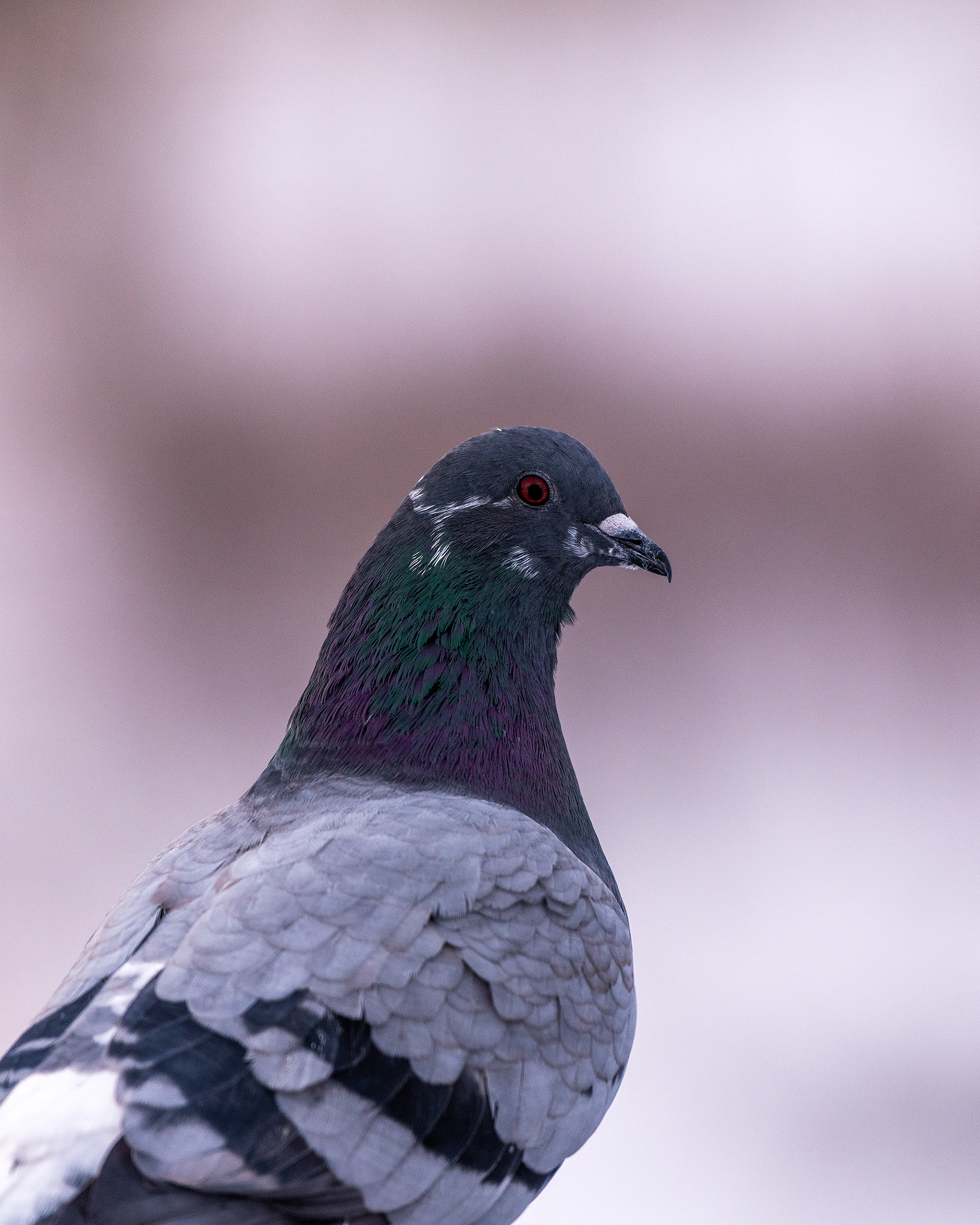 Rock Dove (pigeon) on the Carburn Park Pedestrian Bridge, over the Bow River, near Carburn Park, Calgary, AB