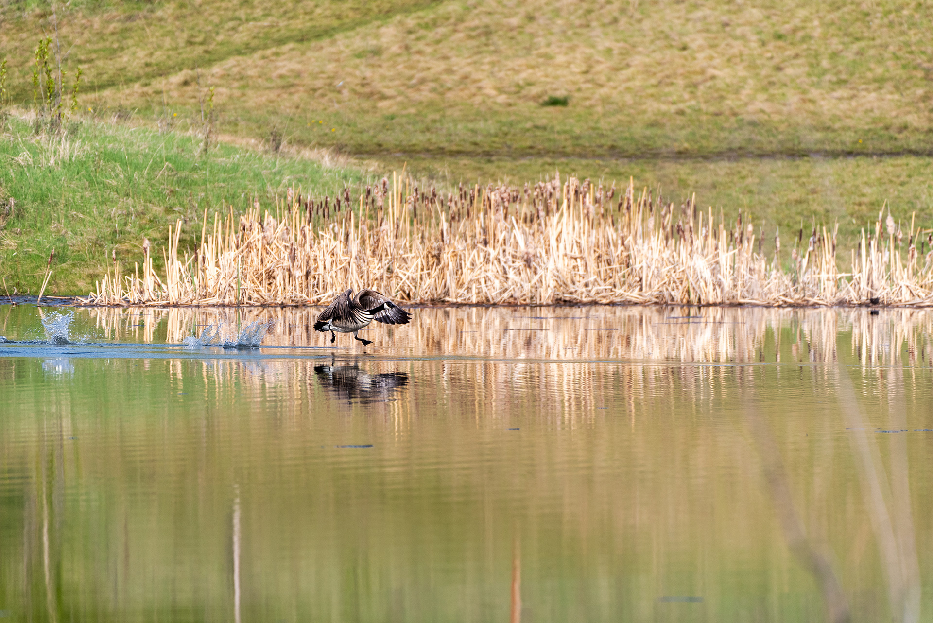 Canada Goose, Marshall Springs, Fish Creek Provincial Park, Calgary, Alberta