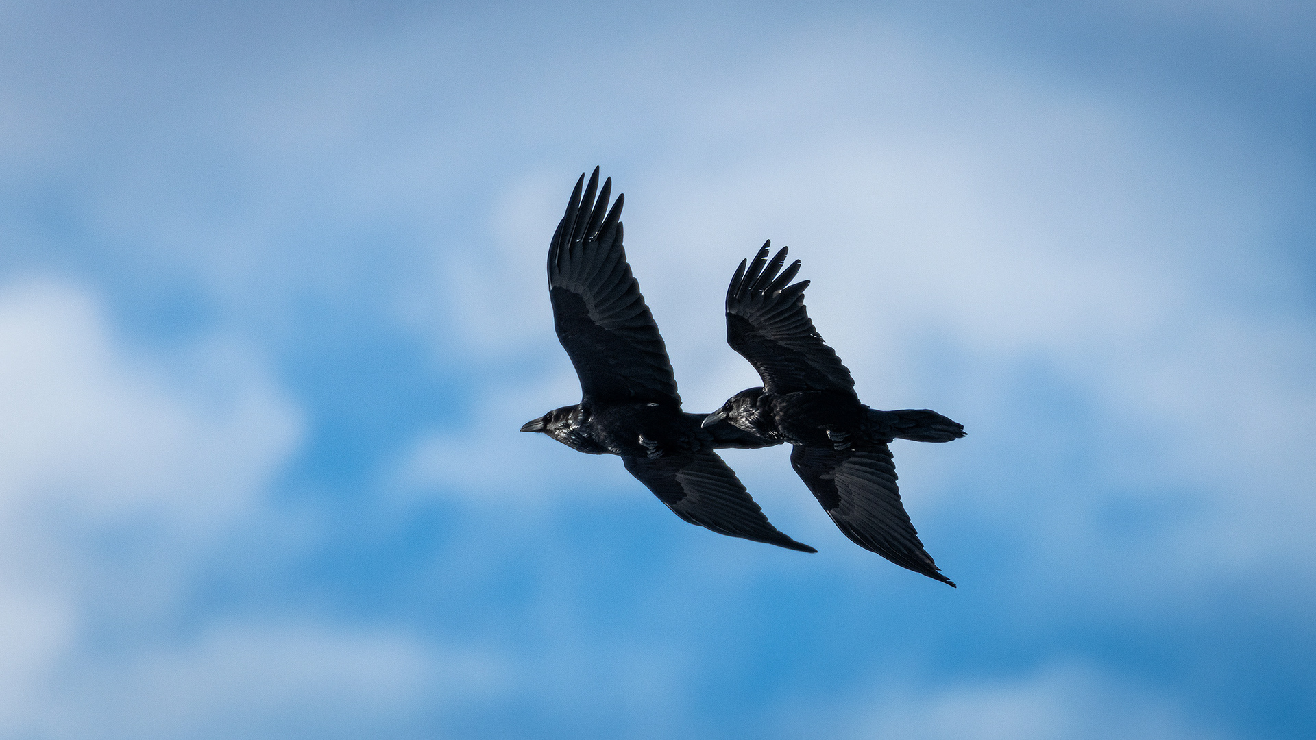 Common Ravens in flight - Southview Off Leash Dog Park, Calgary, AB