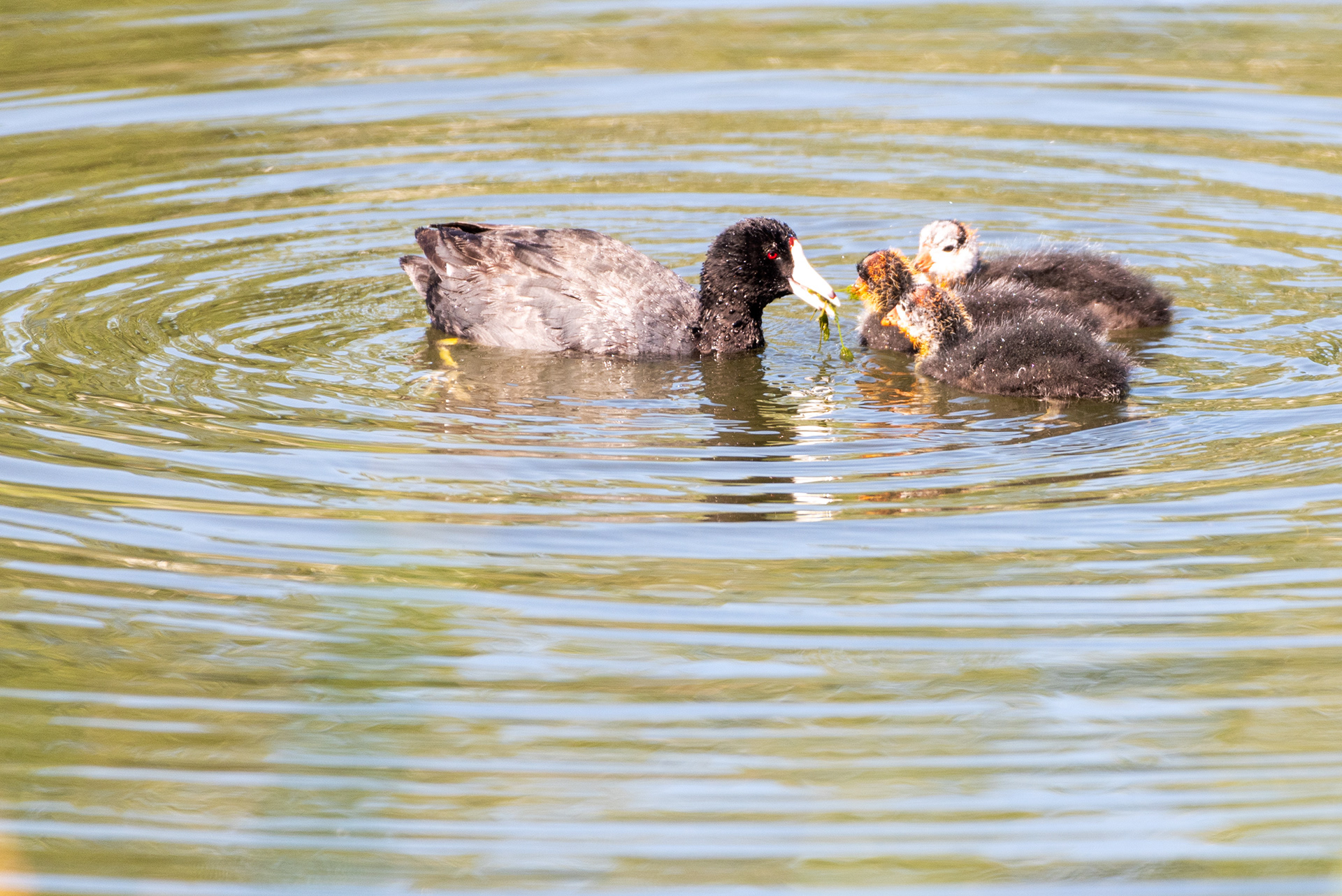American Coot, chicks, Bridlewood Wetlands Park, Calgary, Alberta