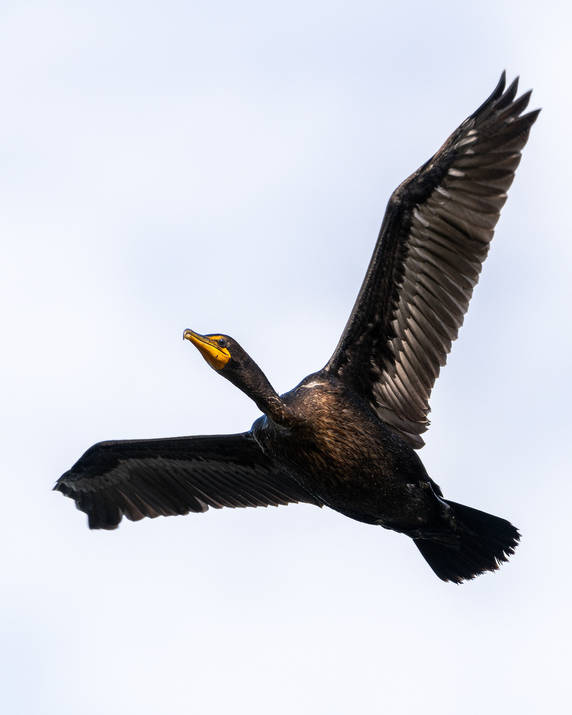 Double-crested Cormorant (in flight), Marshall Springs - Fish Creek Prov. Park, Calgary, AB