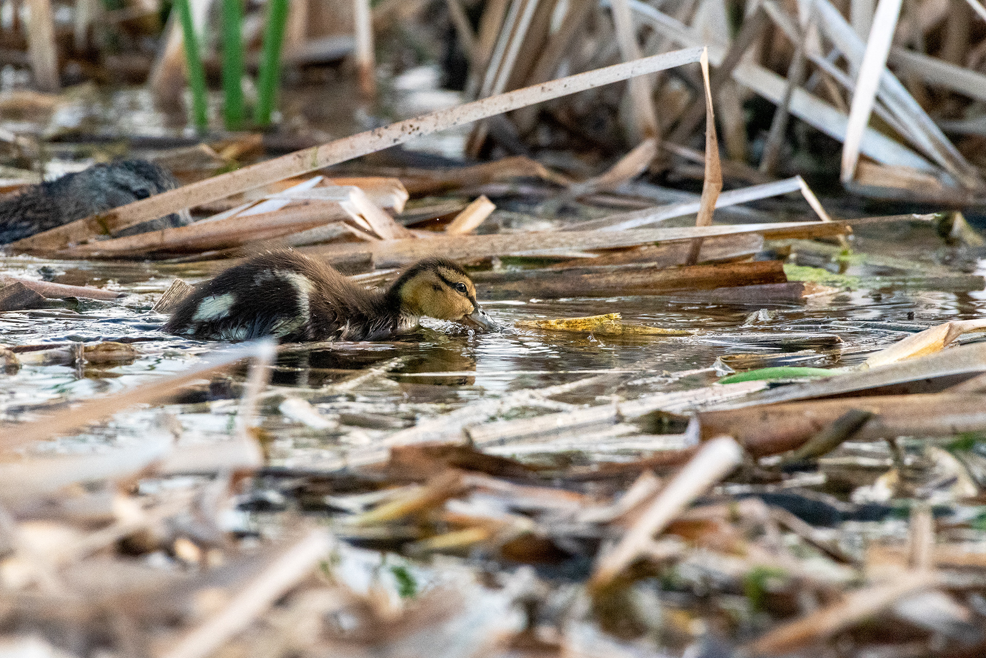 Mallard duckling, Mallard, Marshall Springs, Fish Creek Provincial Park, Calgary, Alberta