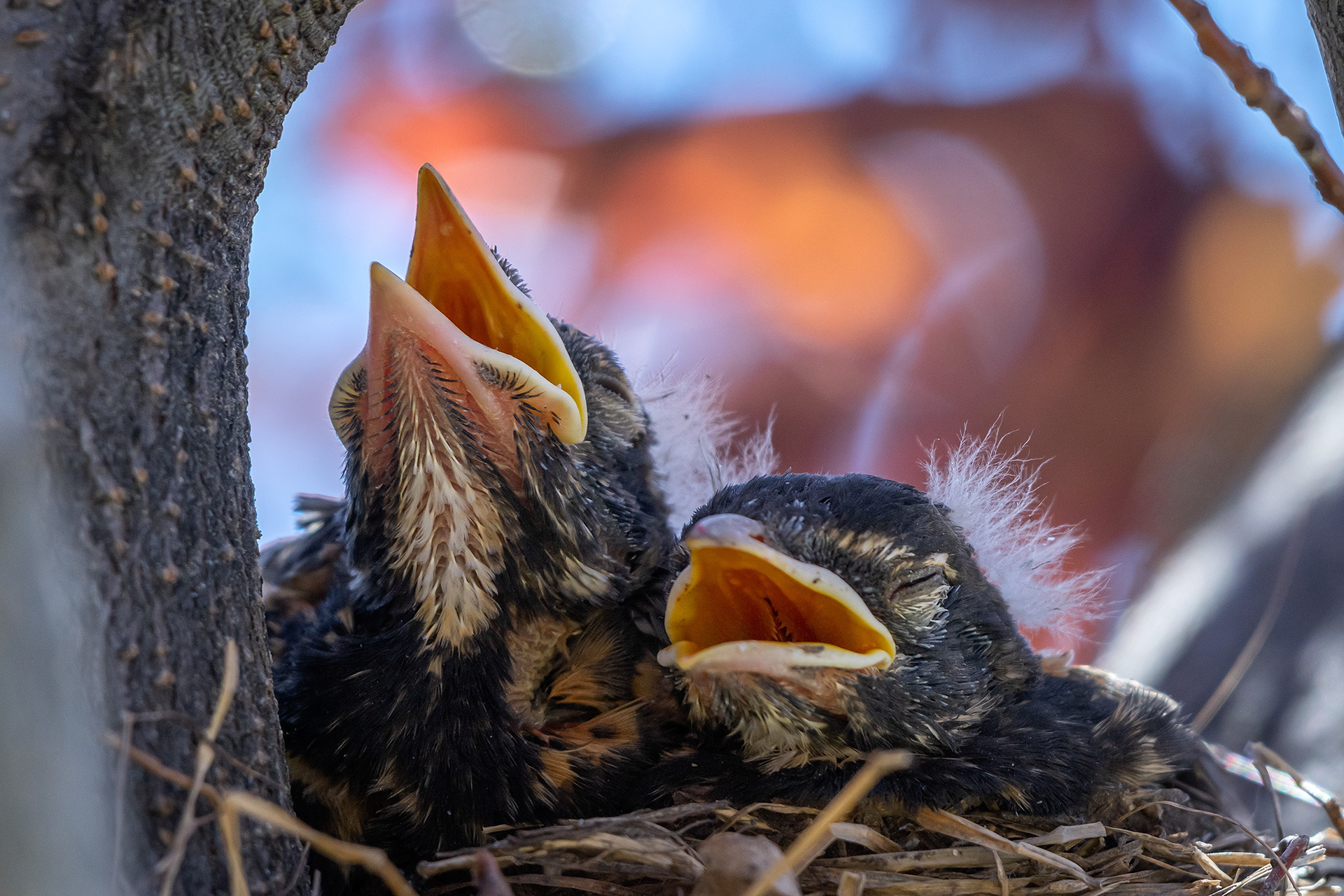 American Robin hatchlings, Bridlewood, Calgary, AB