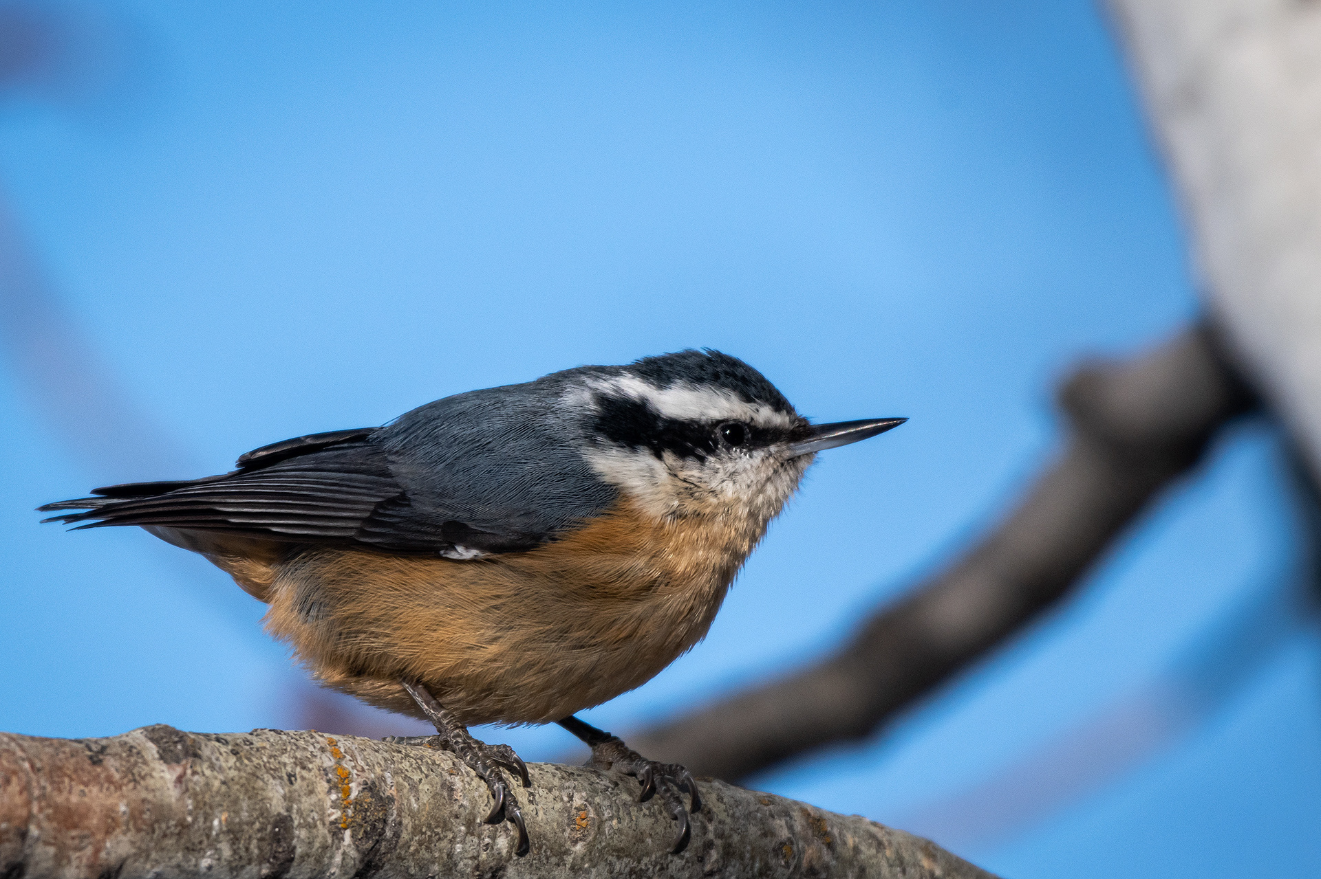 Red-breasted Nuthatch, near the Marshall Springs area of Fish Creek Provincial Park, Calgary, AB