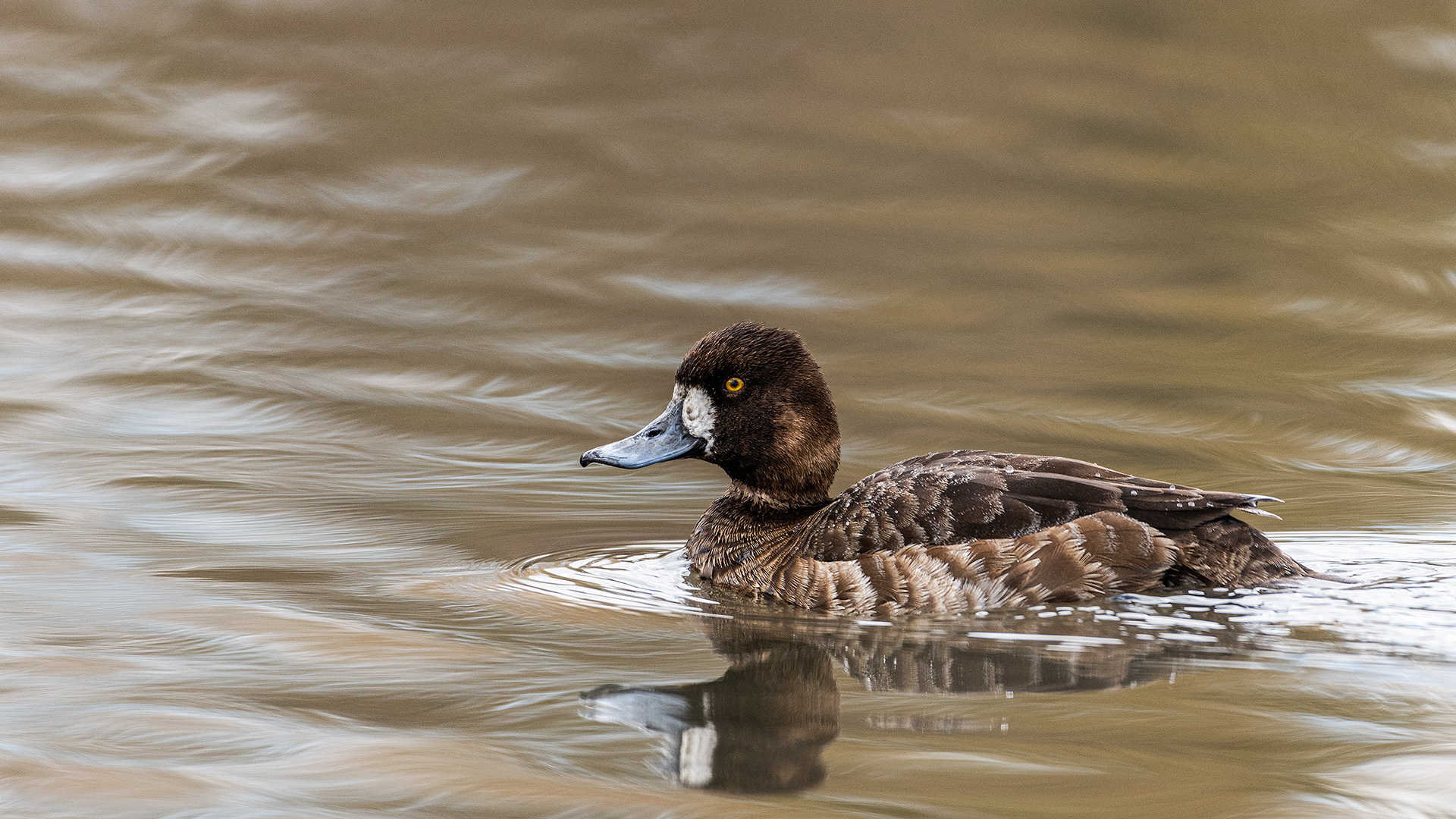 Lesser Scaup (female), Bridlewood Wetlands Park, Calgary, Alberta