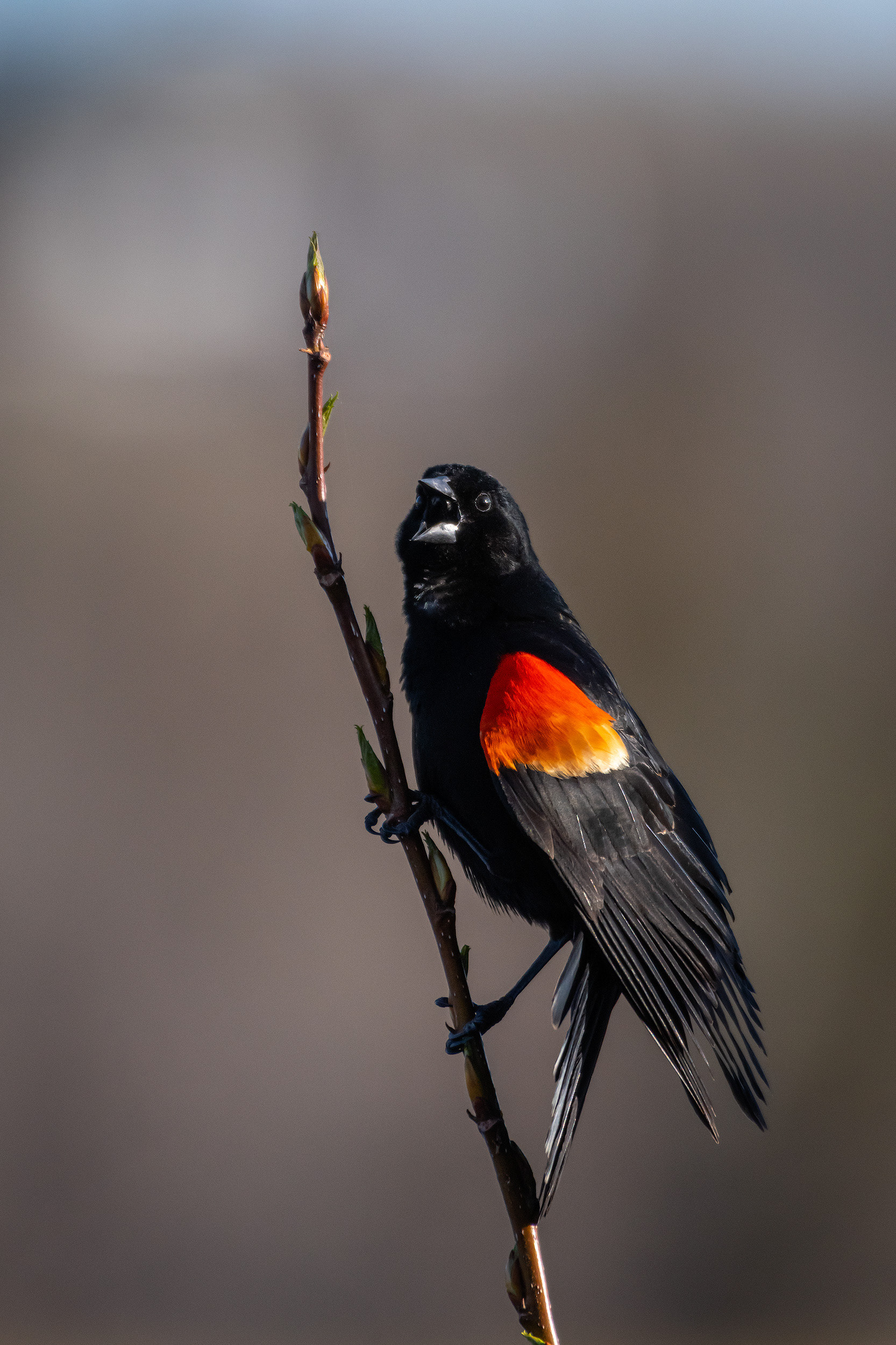 Red-winged Blackbird (male), Marshall Springs, Fish Creek Provincial Park, Calgary, AB