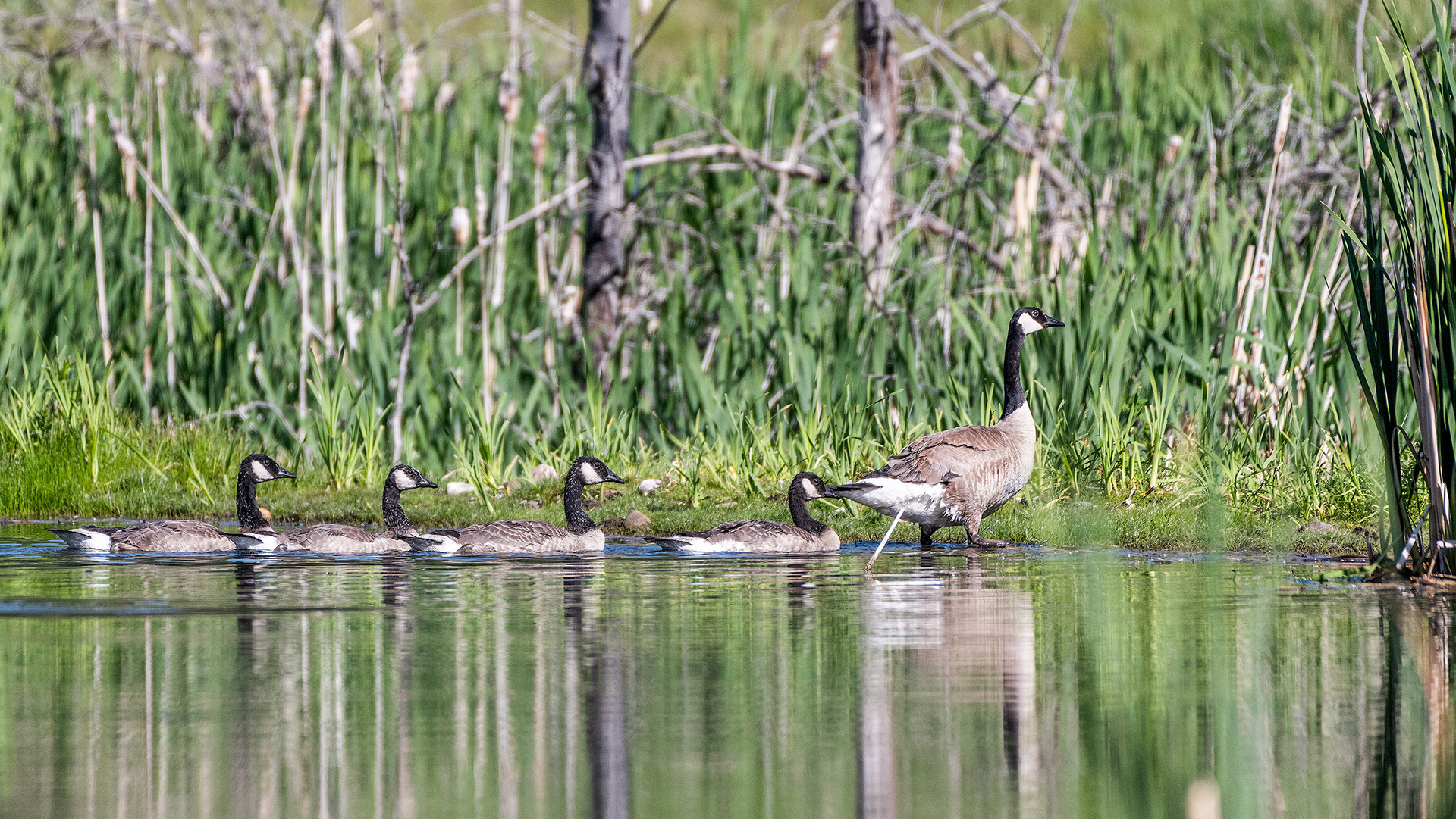 Canada Goose family (4 youngsters following Mom) at the Marshall Springs ponds in Fish Creek Provincial Park, Calgary, AB