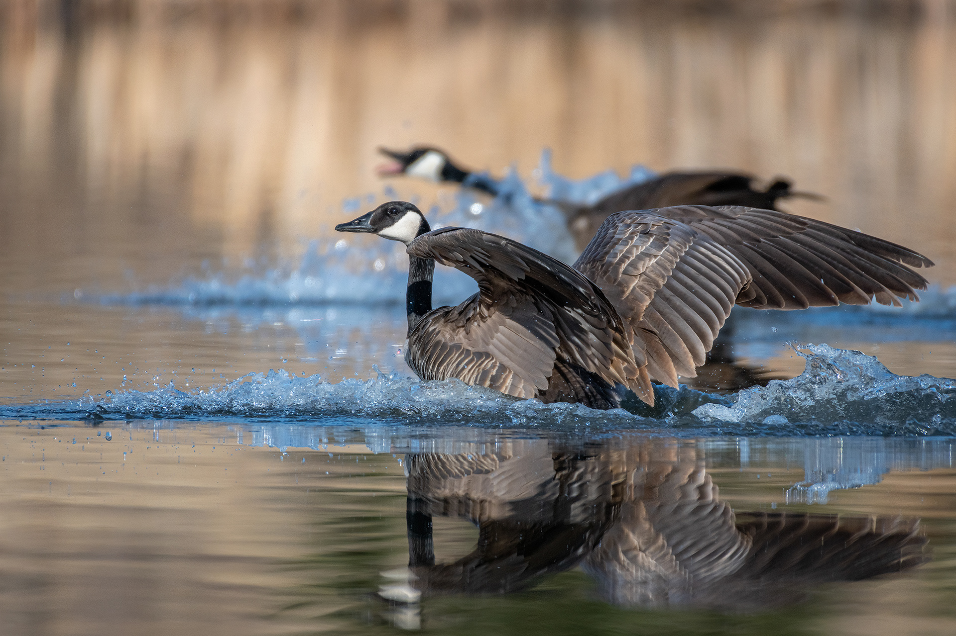 Canada Geese, Marshall Springs, Fish Creek Provincial Park, Calgary, AB