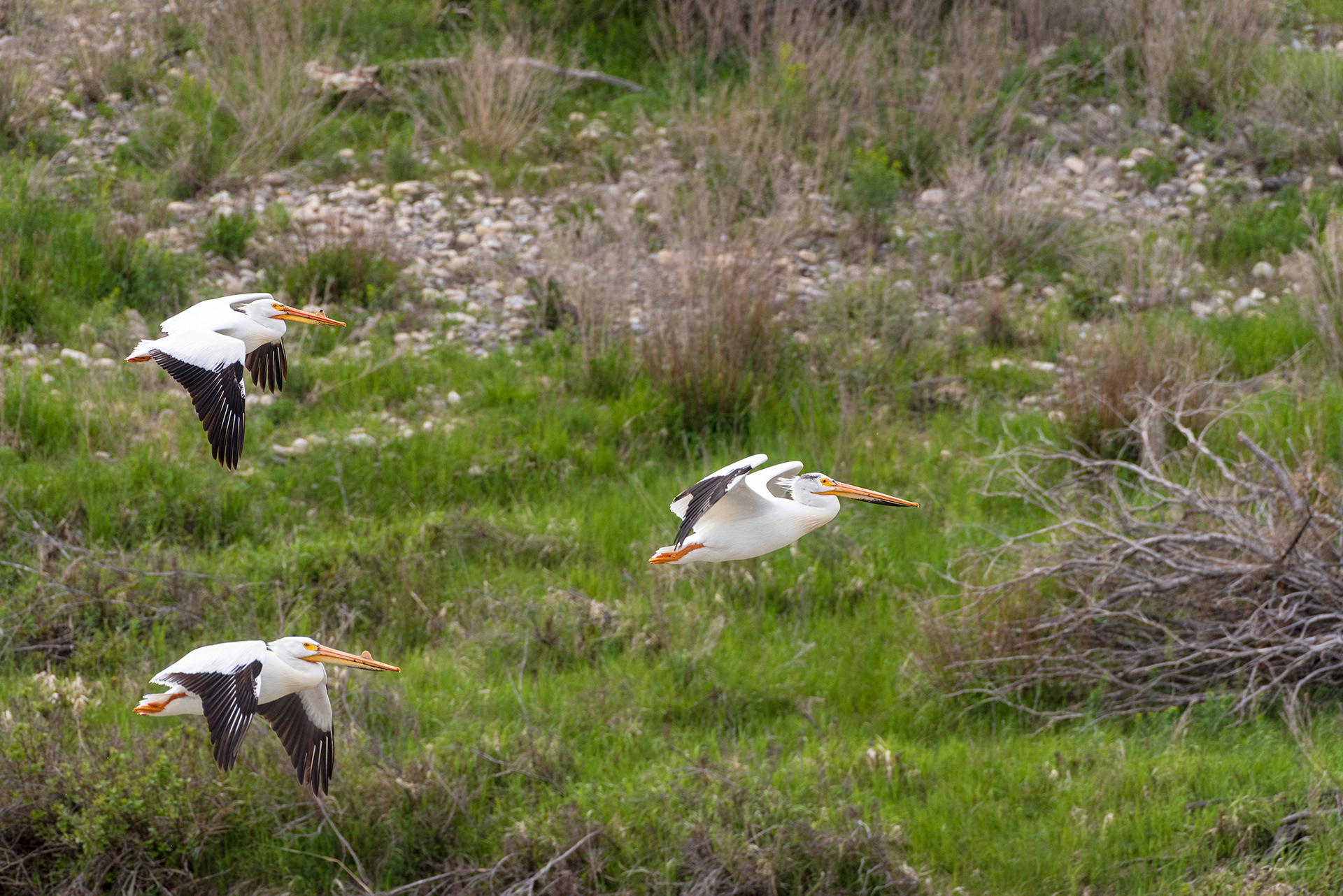 American White Pelicans, Patterson Homestead Memorial Park, Bow River, Calgary, Alberta