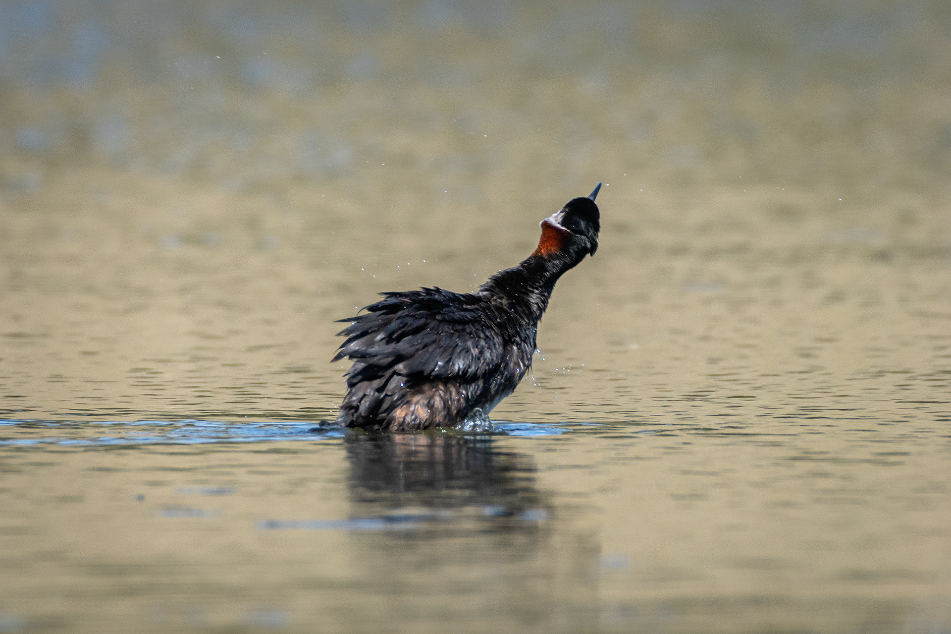 Red-necked Grebe (male), Marshall Springs ponds, Fish Creek Provincial Park, Calgary, AB