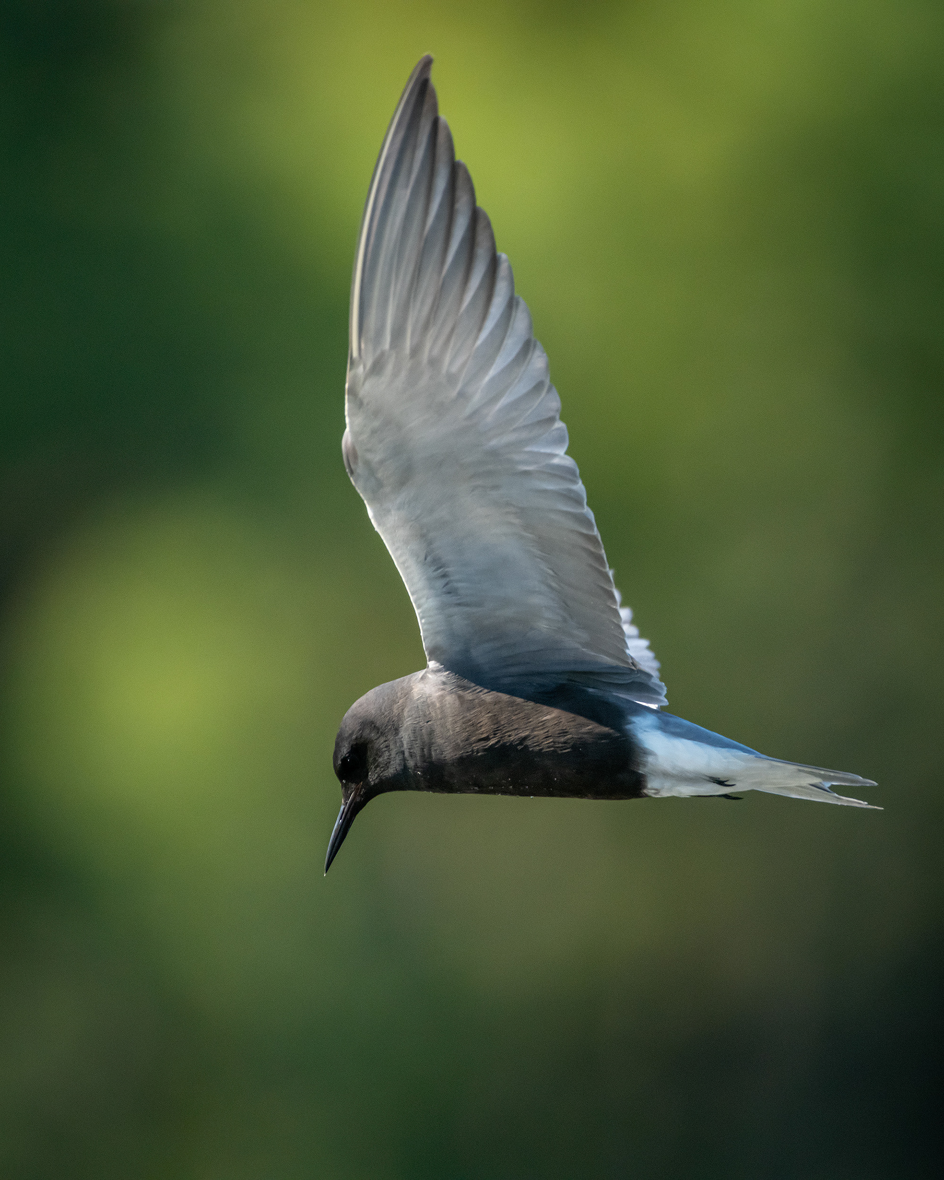 Black Tern (in flight), Marshall Springs ponds, Fish Creek Provincial Park, Calgary, AB