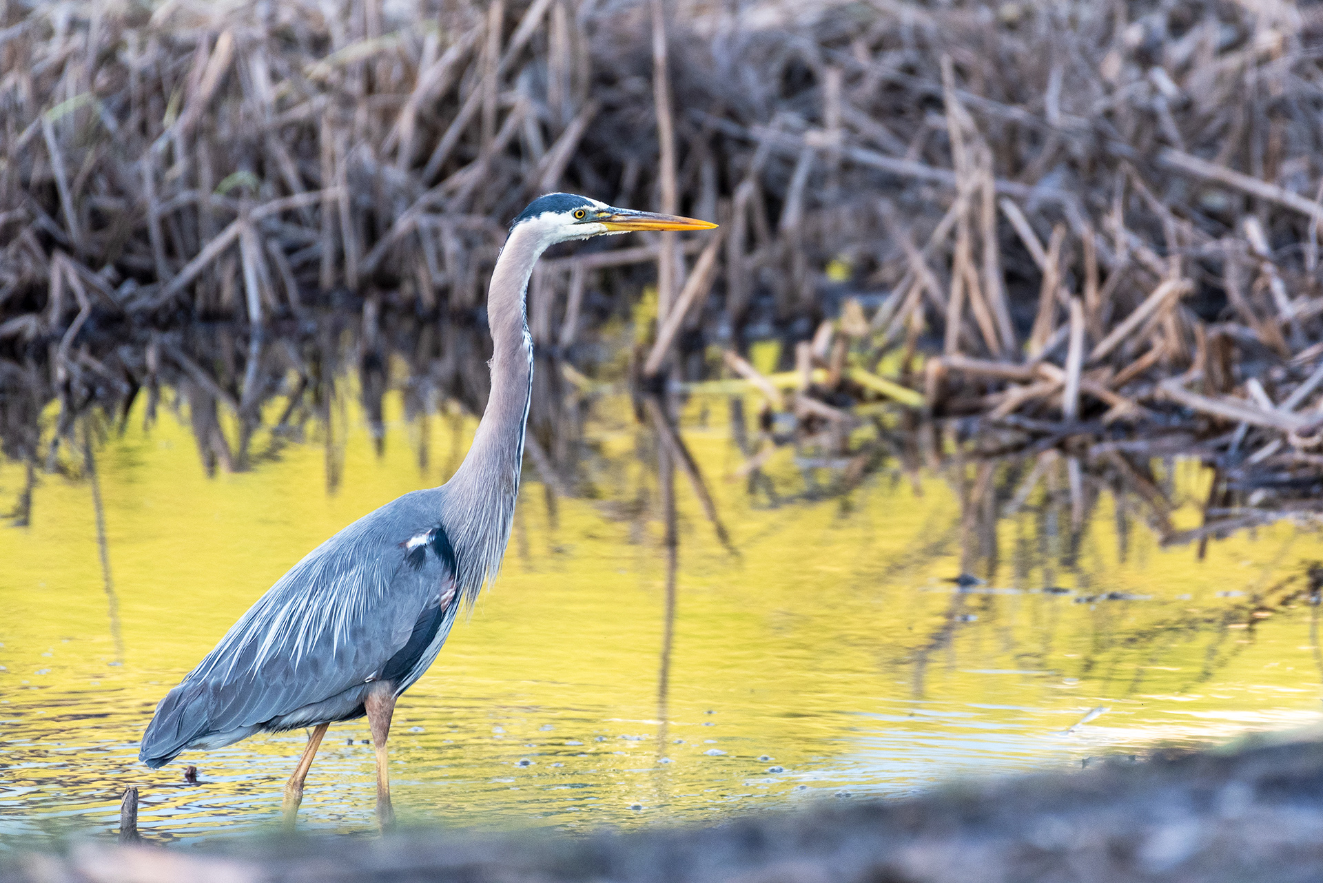Great Blue Heron