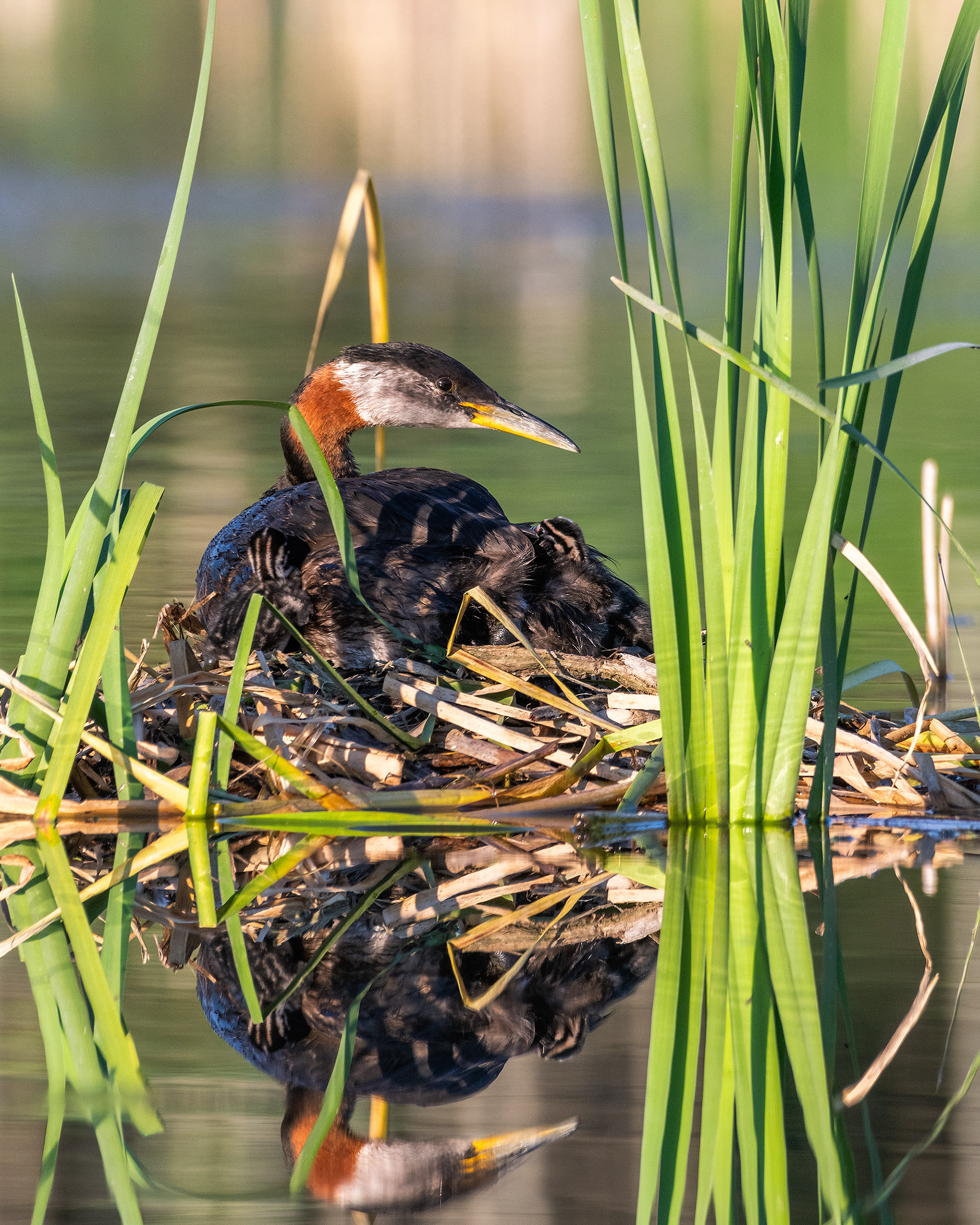 Red-necked Grebe (male) on his nest (two chicks climbing up onto his back), Marshall Springs - Fish Creek Prov. Park, Calgary, AB