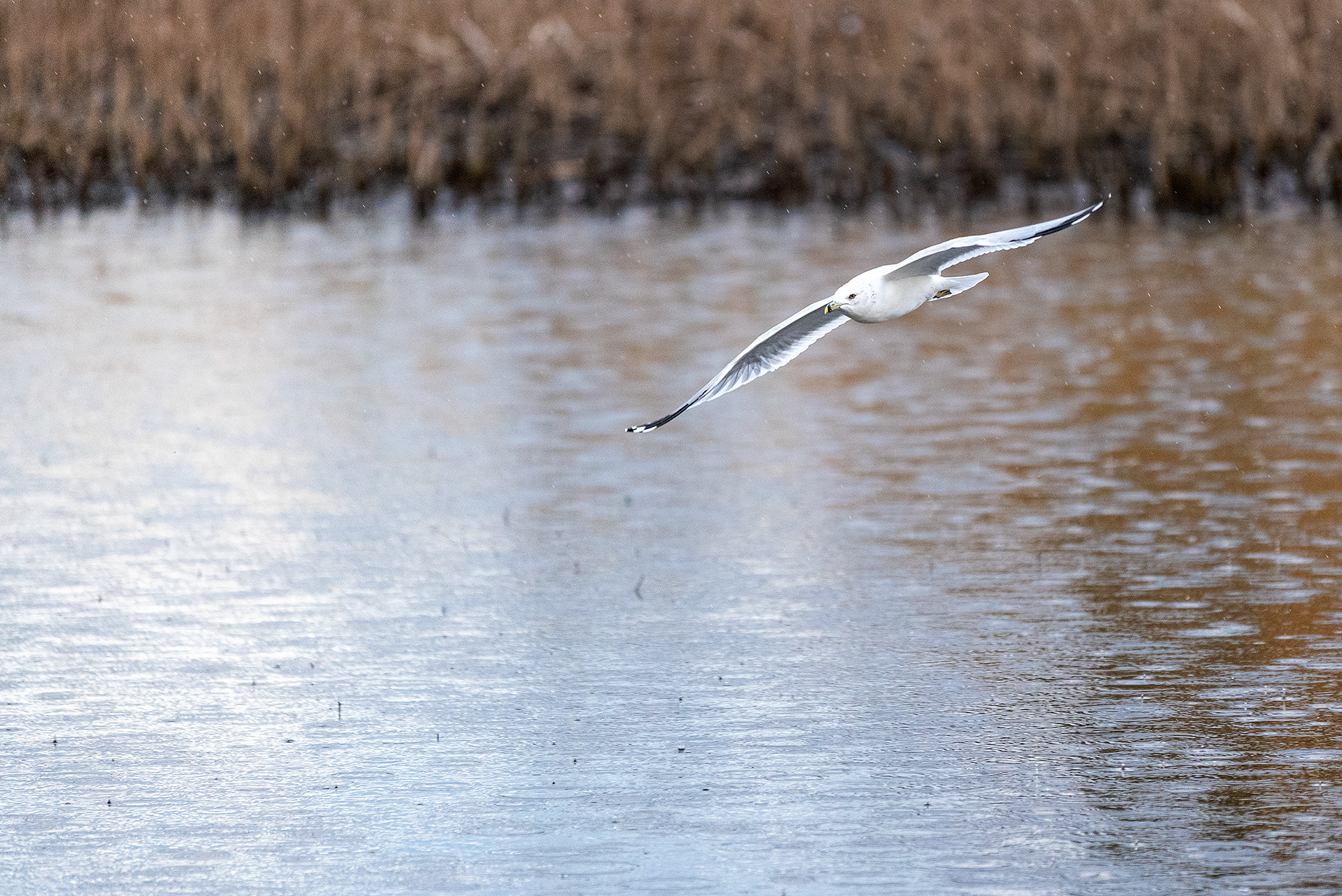 Ring-billed Gull, in flight, in light rain, at the Marshall Springs ponds in Fish Creek Provincial Park