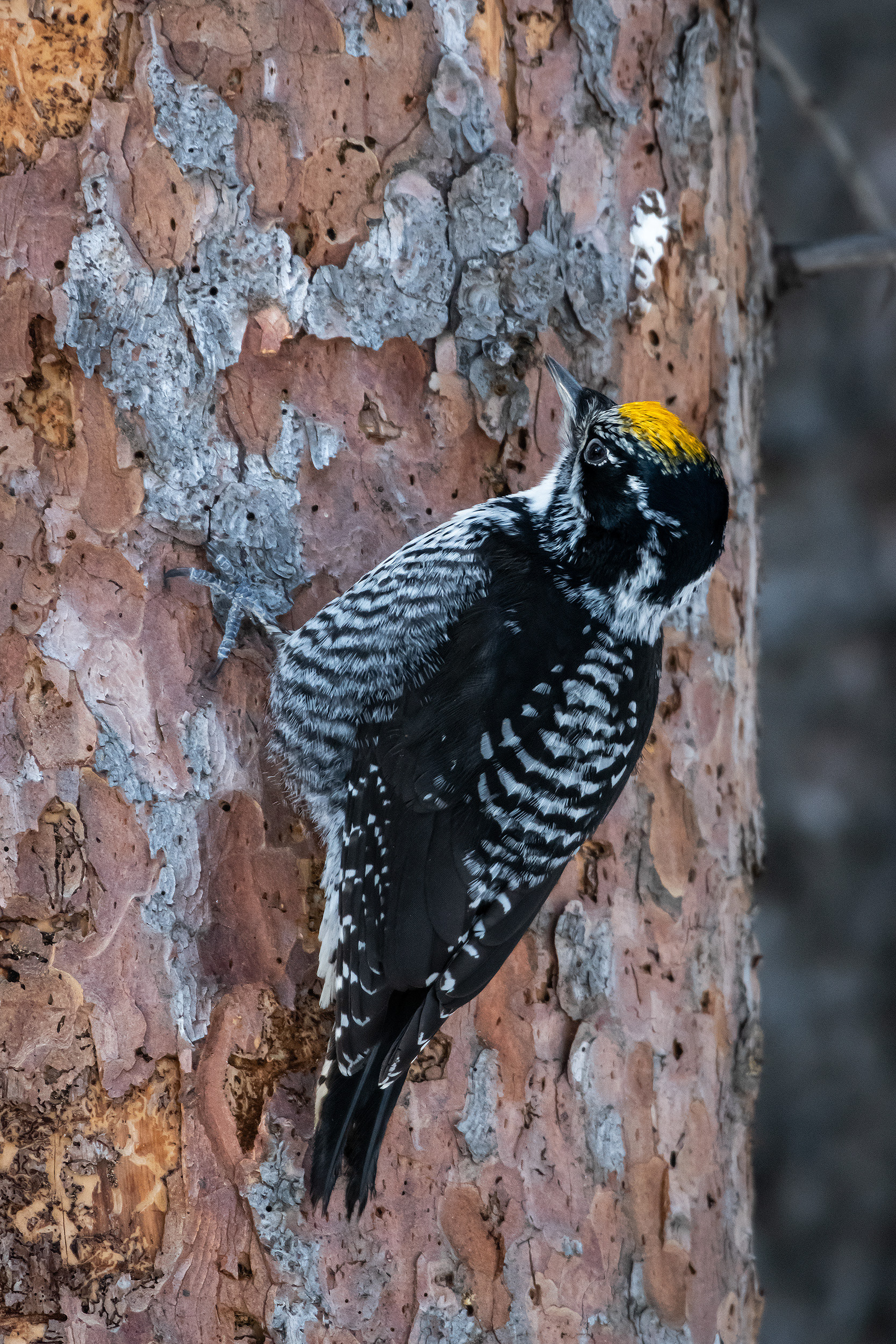 Three-toed Woodpecker (male), near the Marshall Springs area of Fish Creek Provincial Park, Calgary, AB