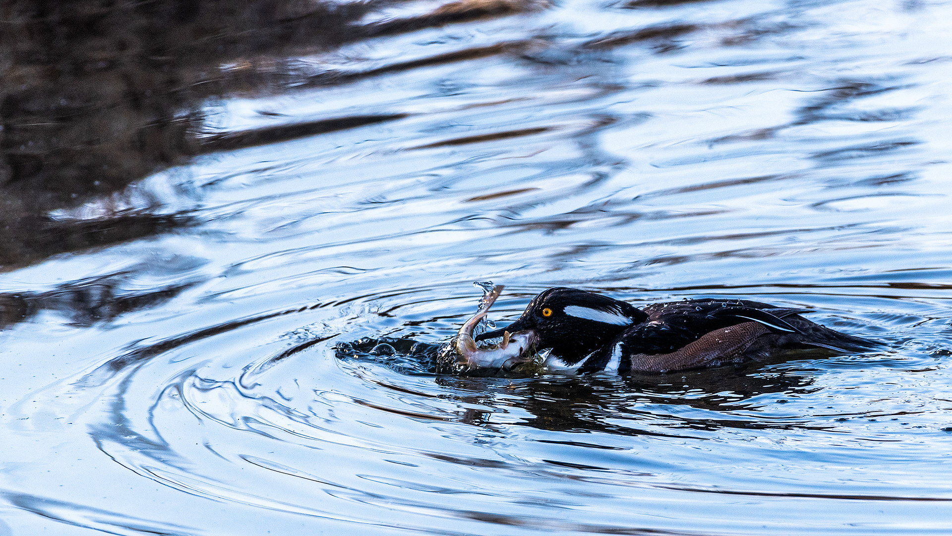 Hooded Merganser (male) at the Inglewood Bird Sanctuary & Nature Centre, Calgary, Alberta