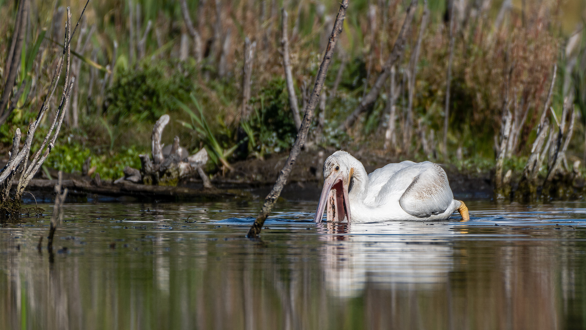 Pelican, Marshall Springs - Fish Creek Prov. Park, Calgary, AB