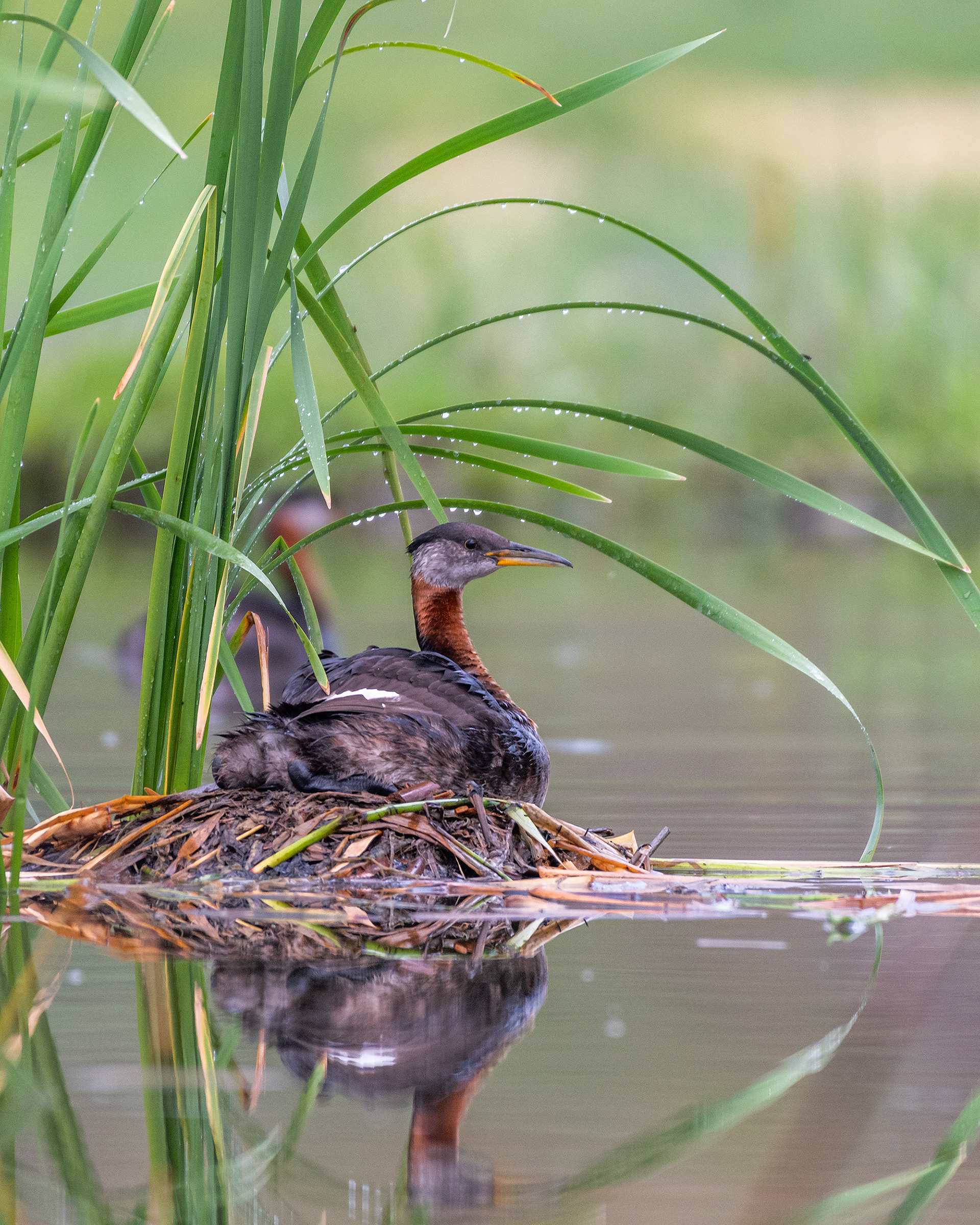Red-necked Grebe (male) on his soggy nest (female in the background), Marshall Springs - Fish Creek Prov. Park, Calgary, AB
