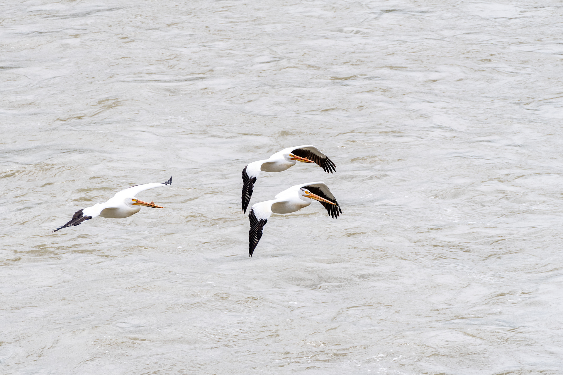 American White Pelicans, Patterson Homestead Memorial Park, Bow River, Calgary, Alberta