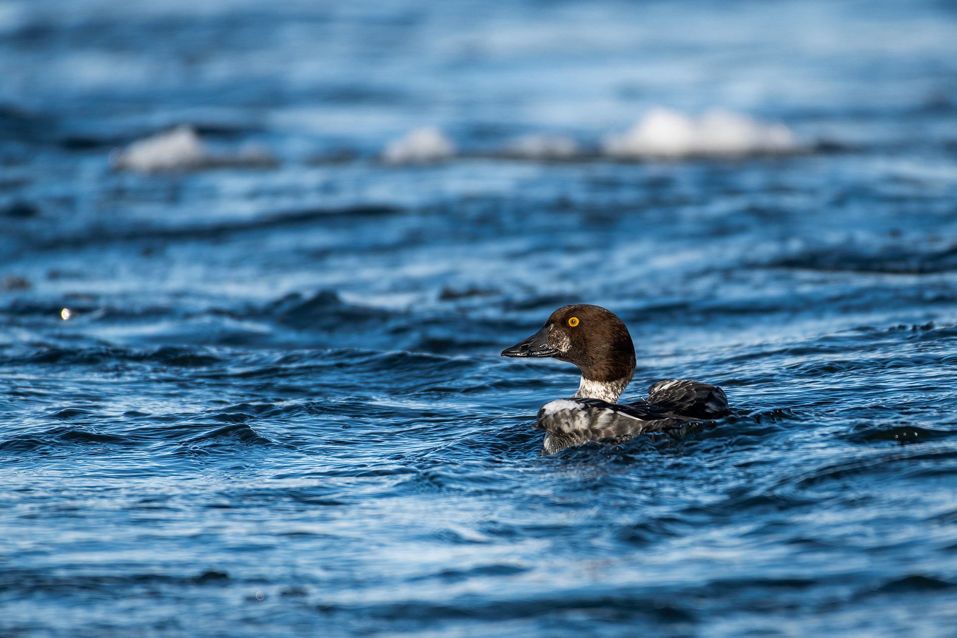 Goldeneye (female) - Bow River, Refinery Park, Calgary, AB