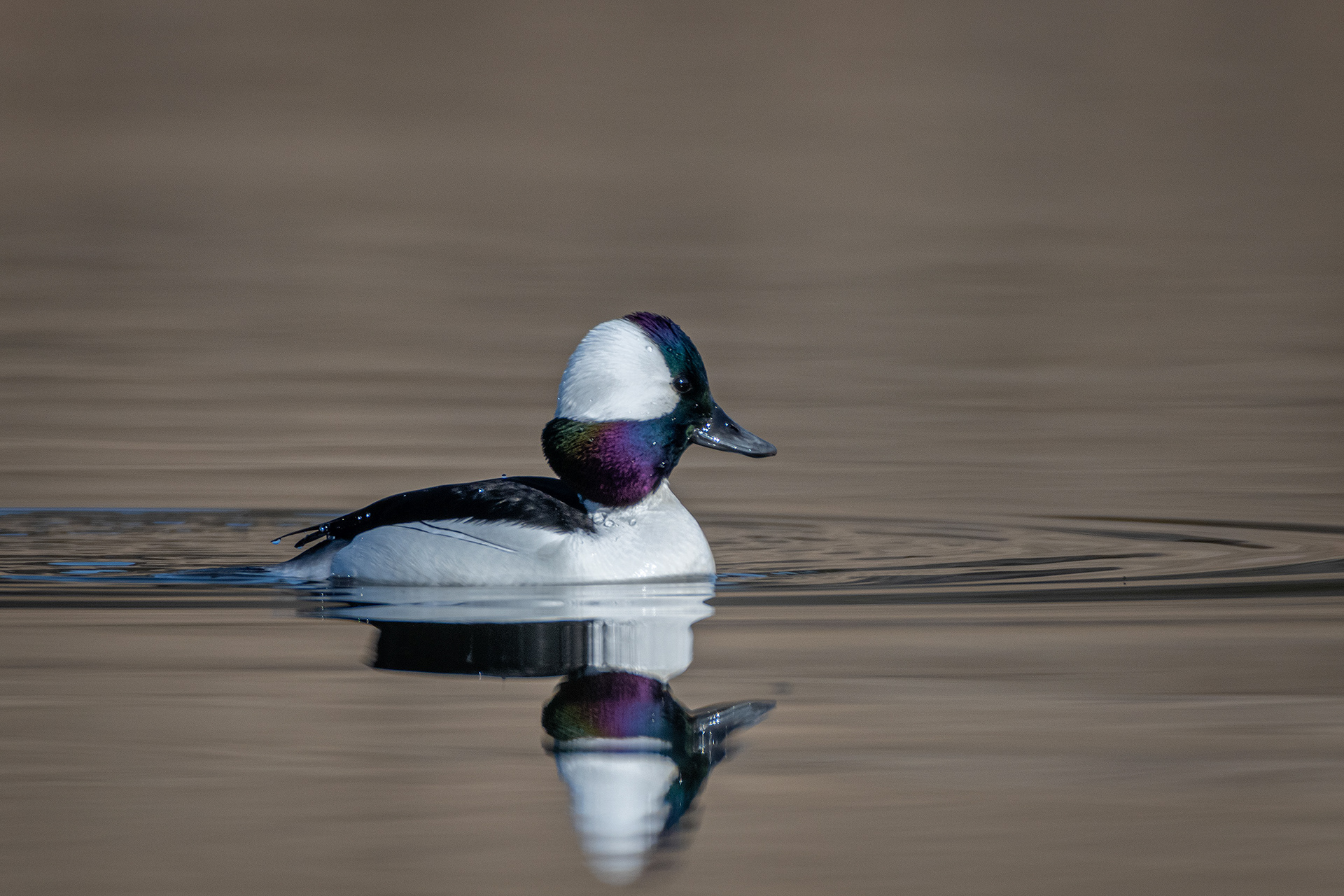 Bufflehead (male), Marshall Springs, Fish Creek Provincial Park, Calgary, AB