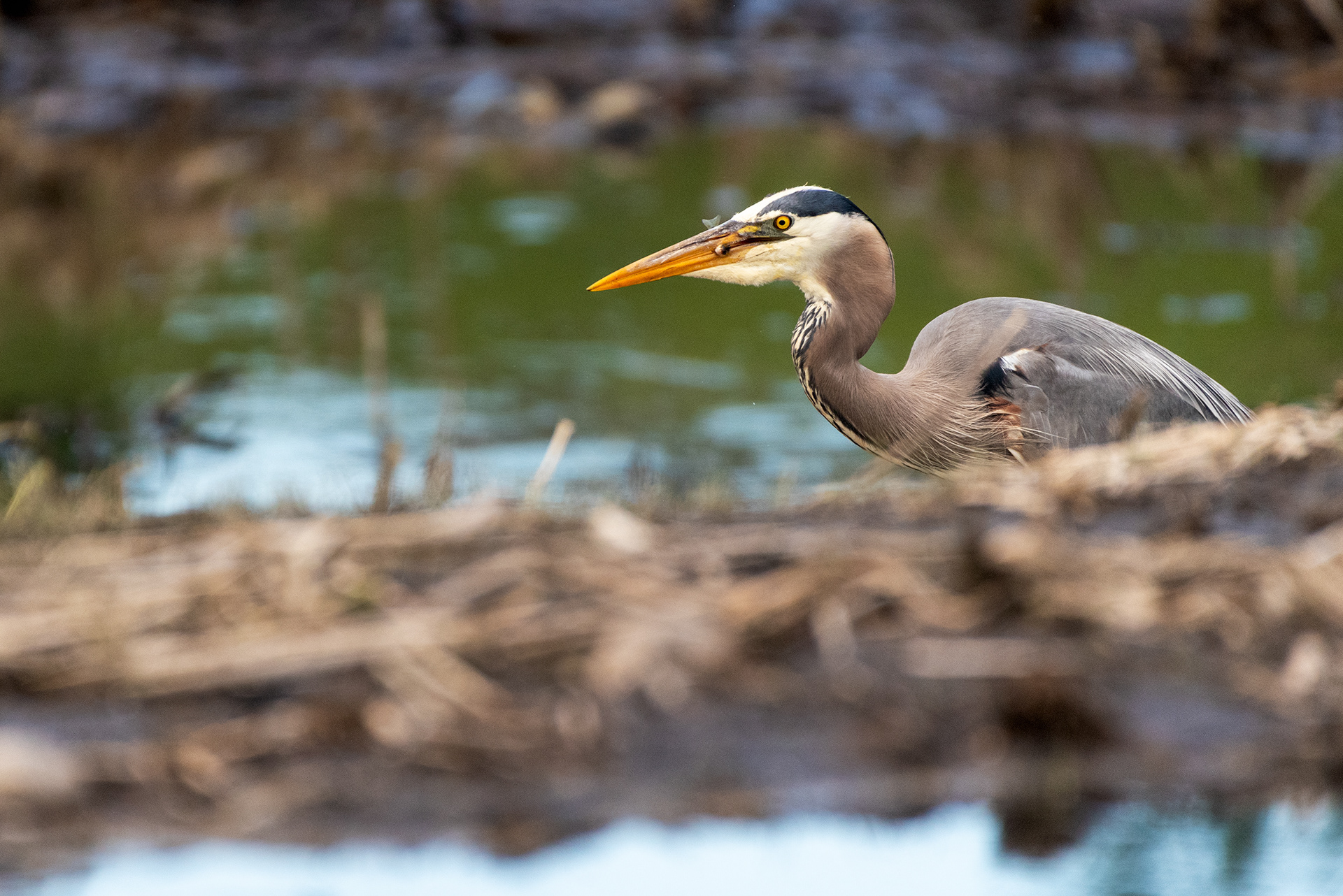 Great Blue Heron