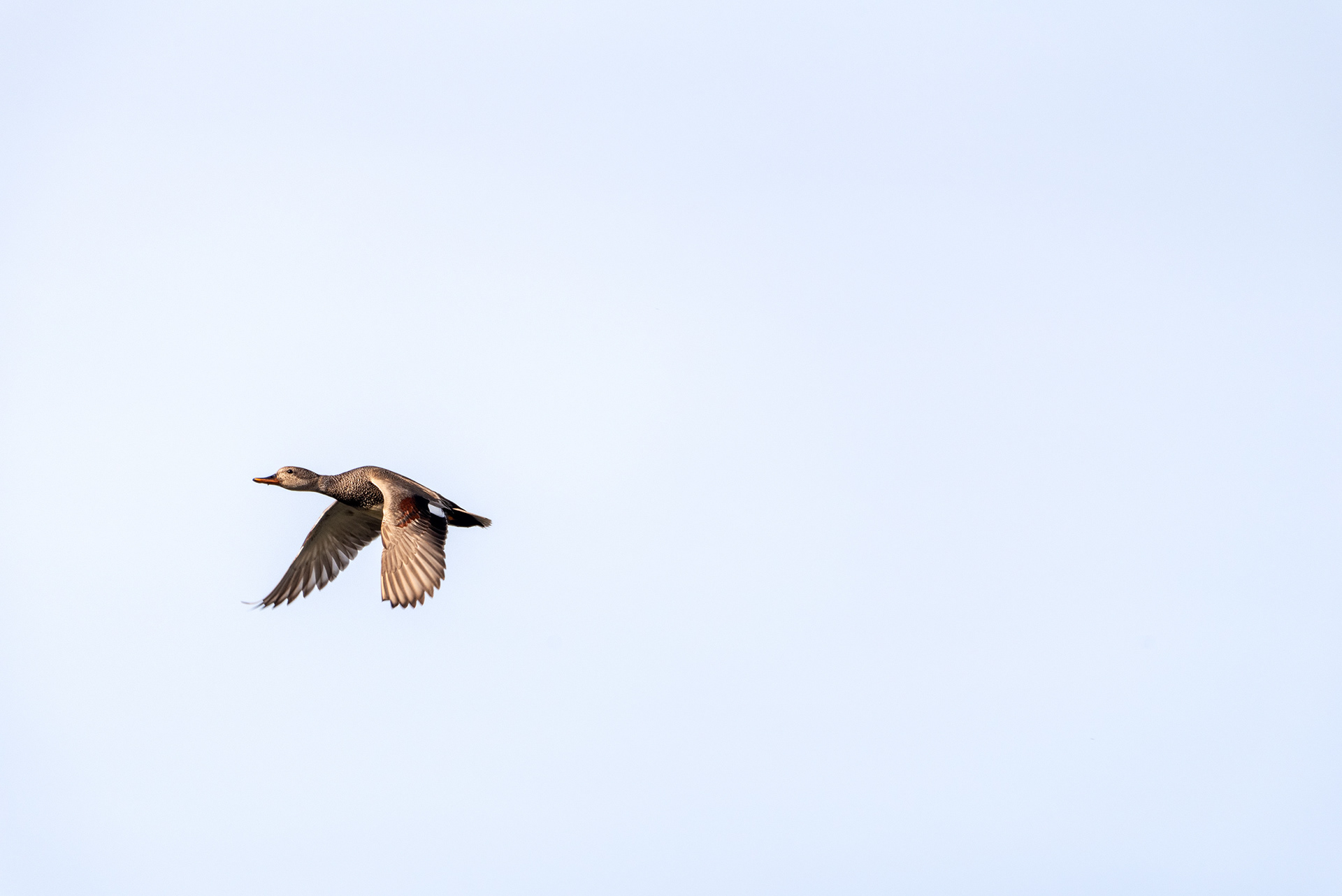 Mallard, Marshall Springs, Fish Creek Provincial Park, Calgary, Alberta