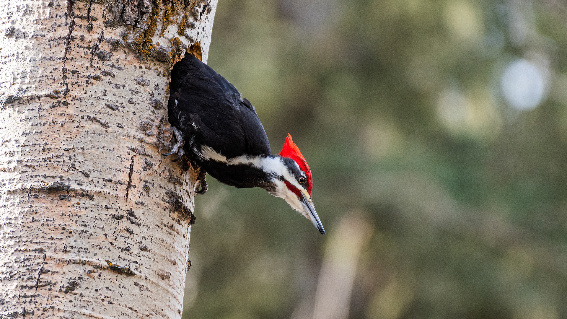 Pileated Woodpecker (male) near Marshall Springs in Fish Creek Provincial Park