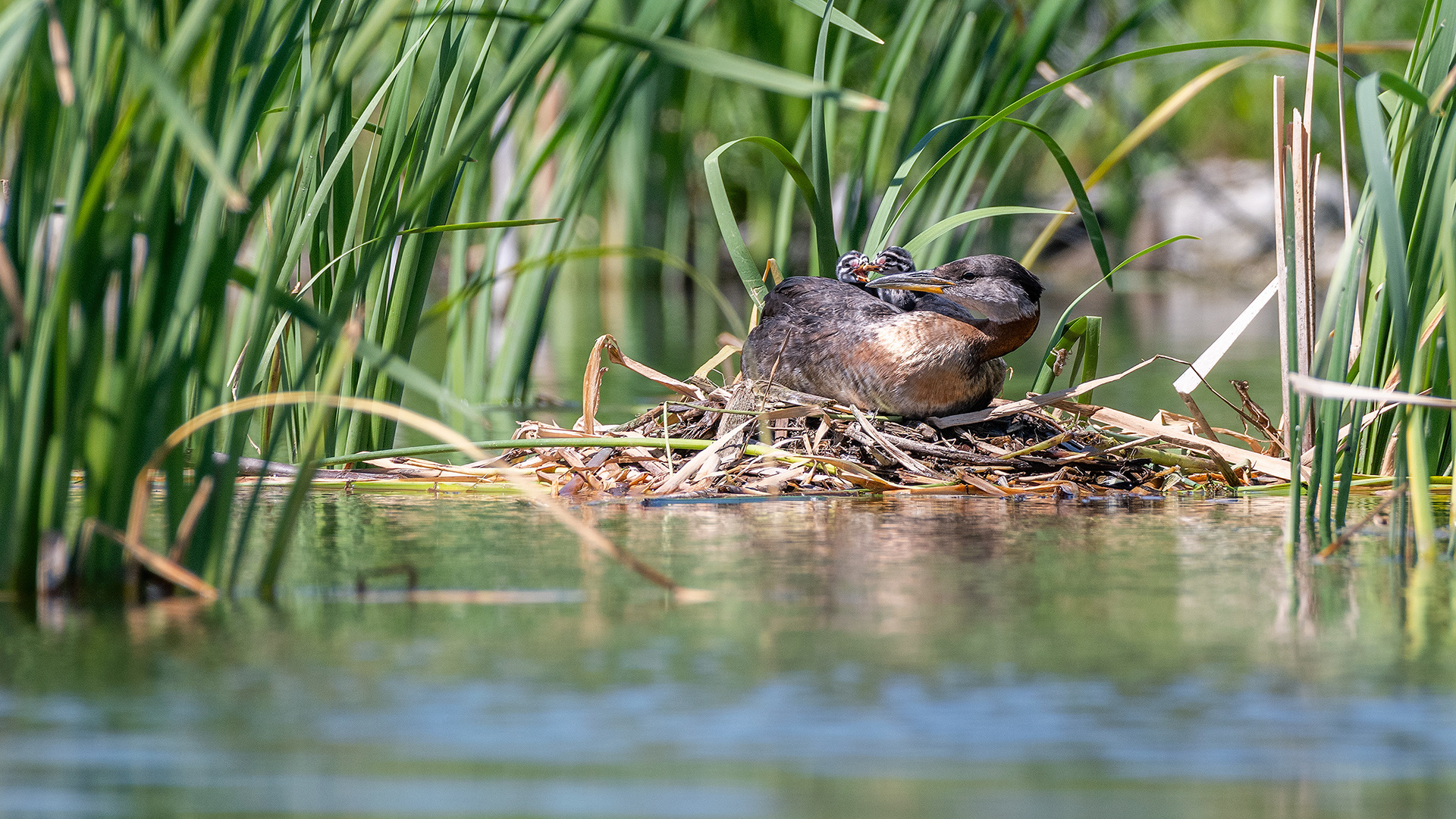 Red-necked Grebe (male), on his nest, interacting with the two chicks on his back, Marshall Springs - Fish Creek Prov. Park, Calgary, AB