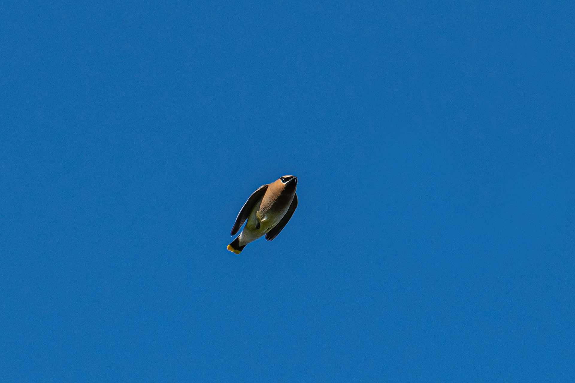 Cedar Waxwing (in flight), Marshall Springs ponds, Fish Creek Provincial Park, Calgary, AB