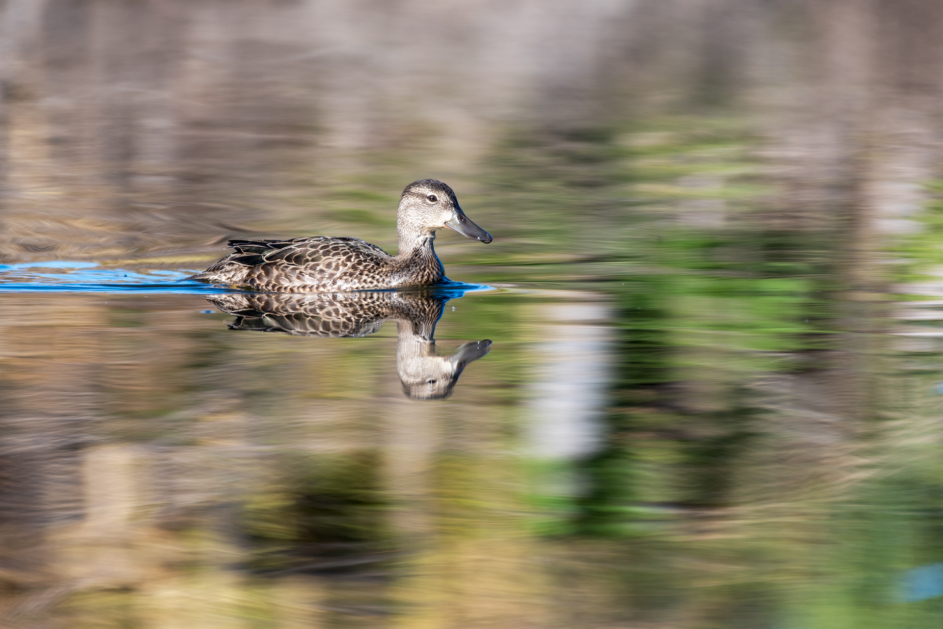 Blue-winged Teal (female) in Fish Creek Provincial Park