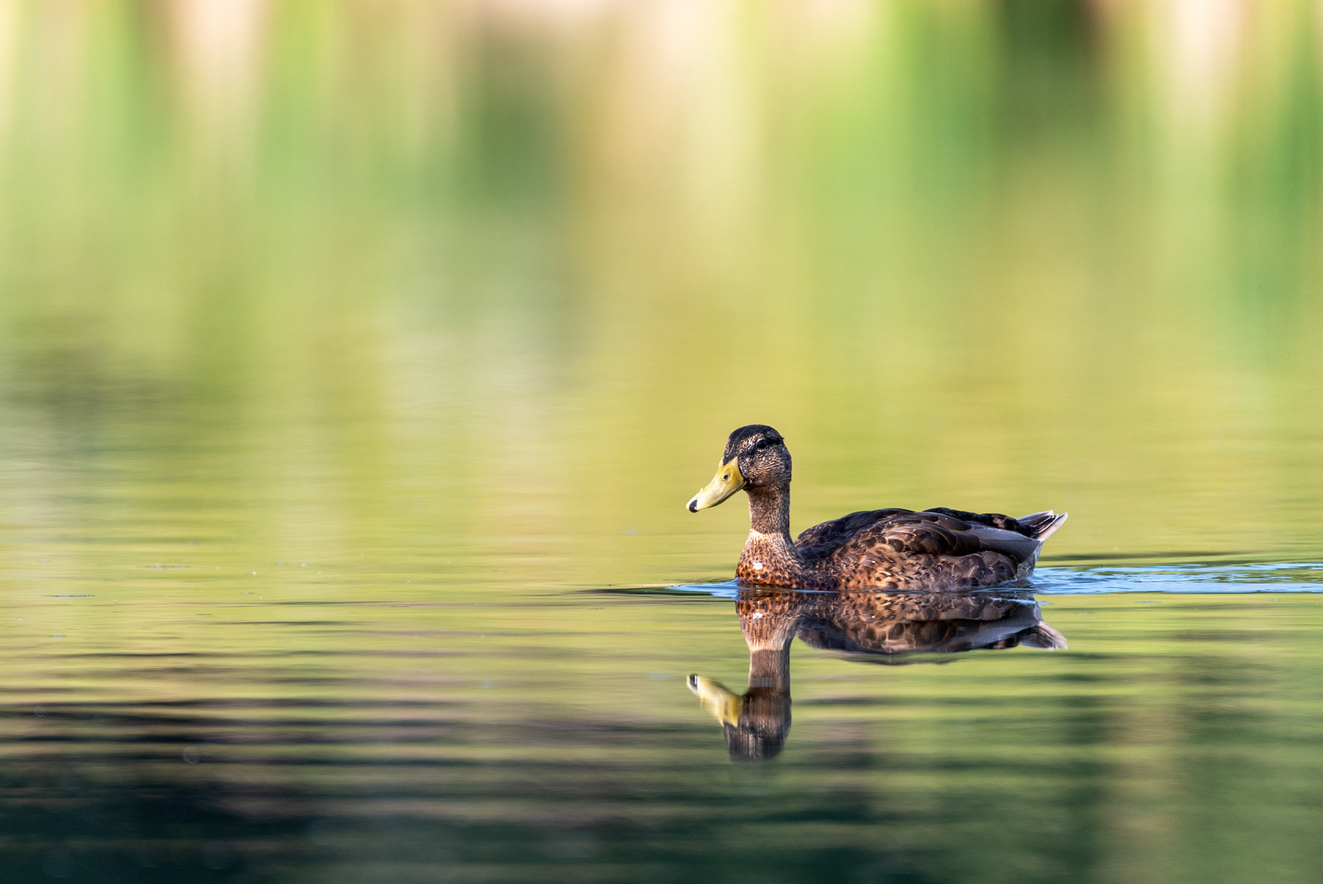 Mallard on the water