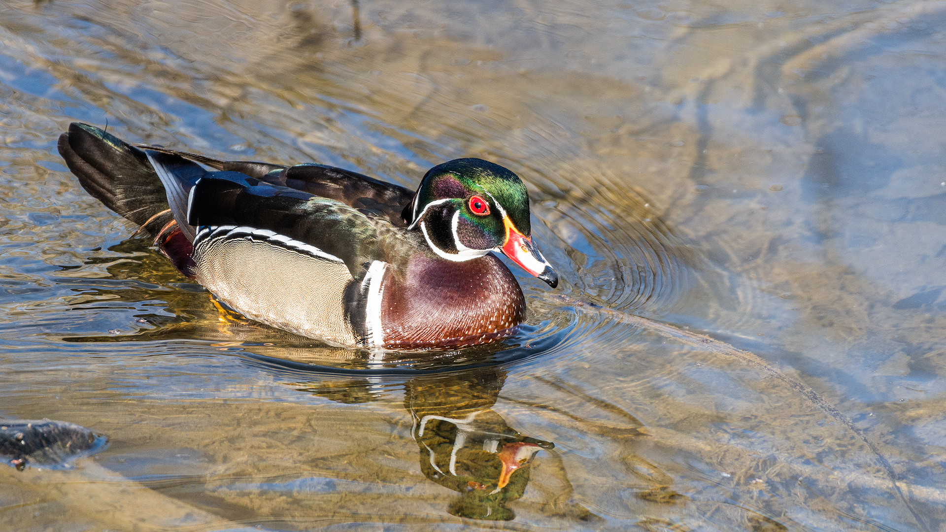 Wood Duck (male) at the Inglewood Bird Sanctuary & Nature Centre, Calgary, Alberta