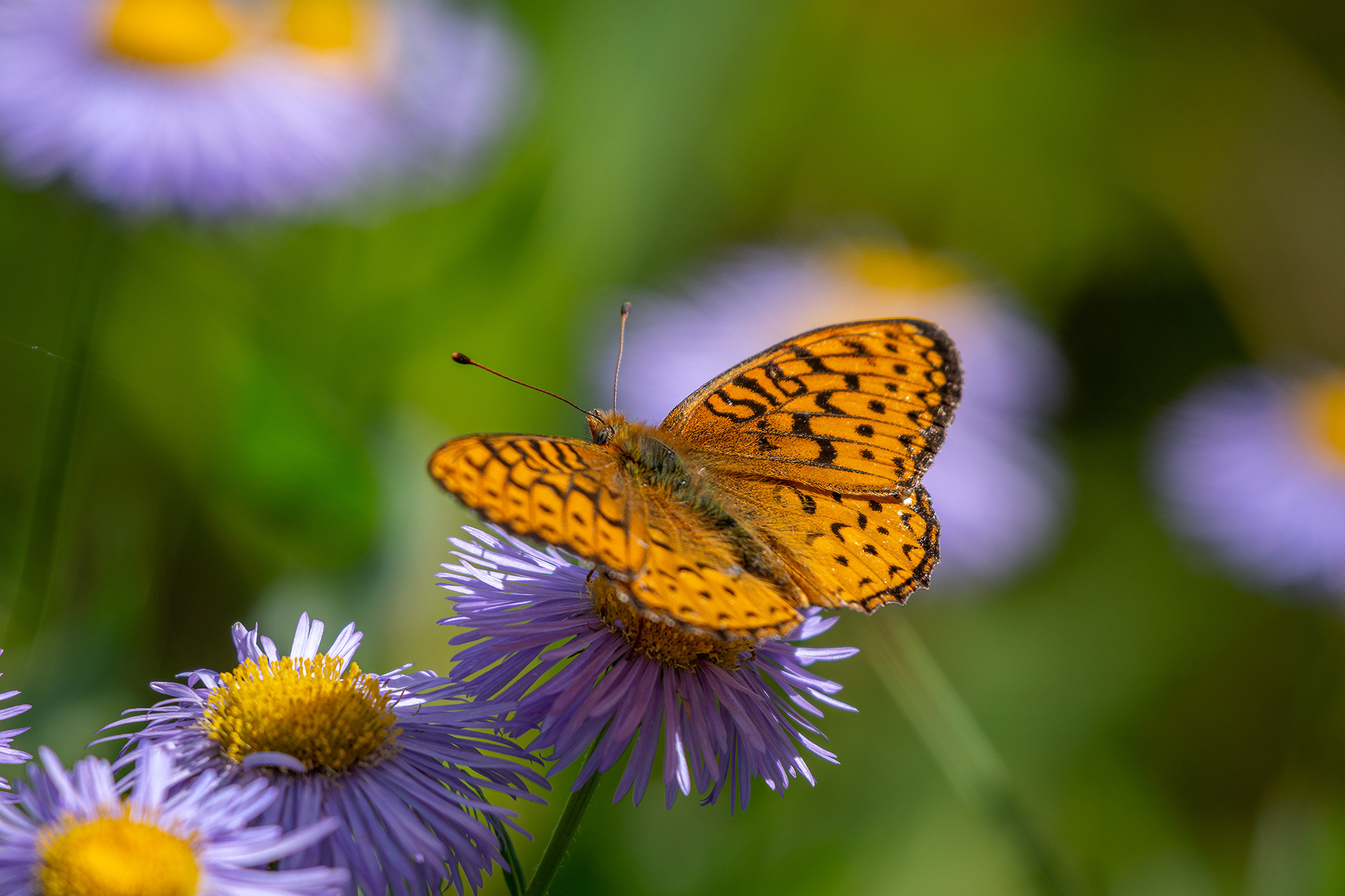 Flowers and Butterfly, Brown-Lowery Provincial Park, Alberta