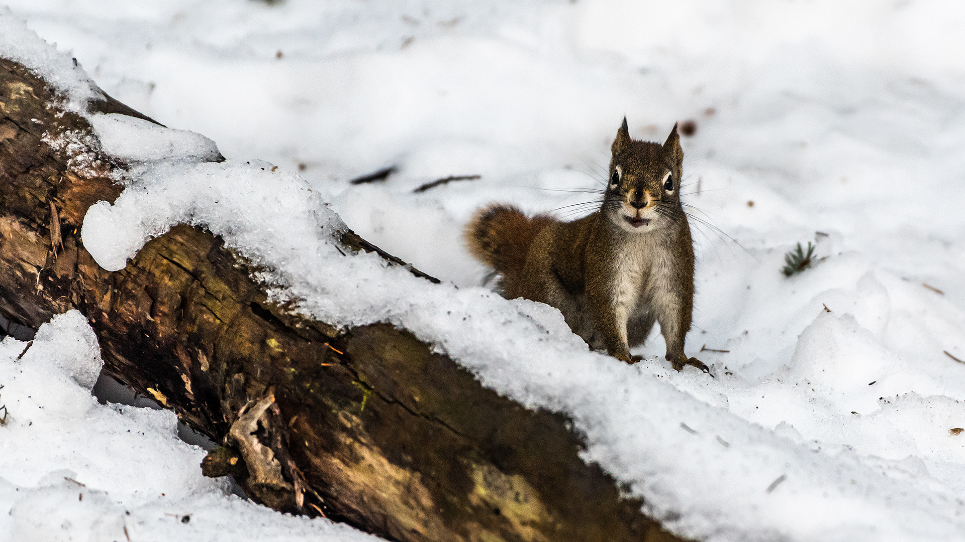 Red Squirrel near Marshall Springs, Fish Creek Prov. Park, Calgary, AB