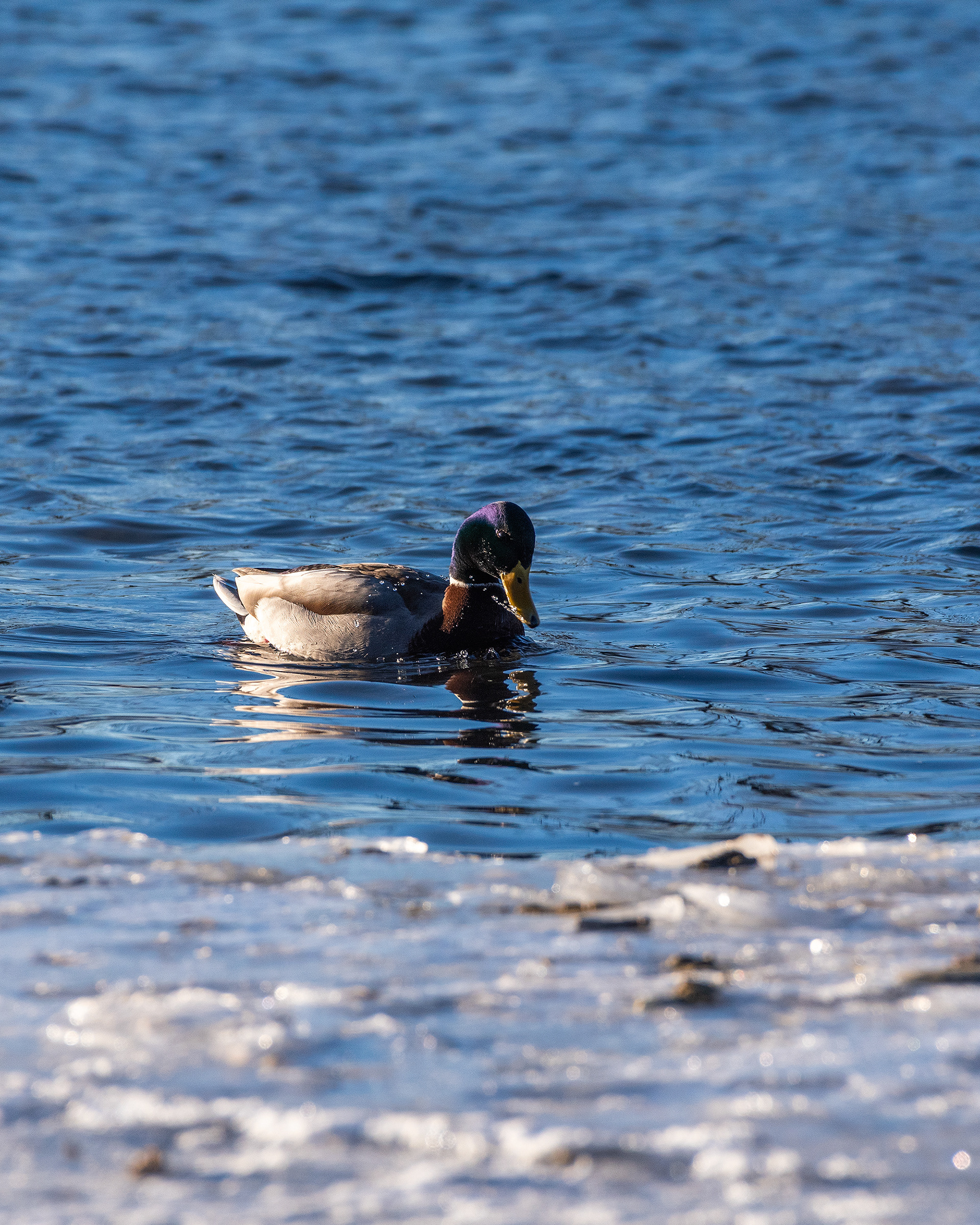 Mallard on the Bow River near Carburn Park, Calgary, AB