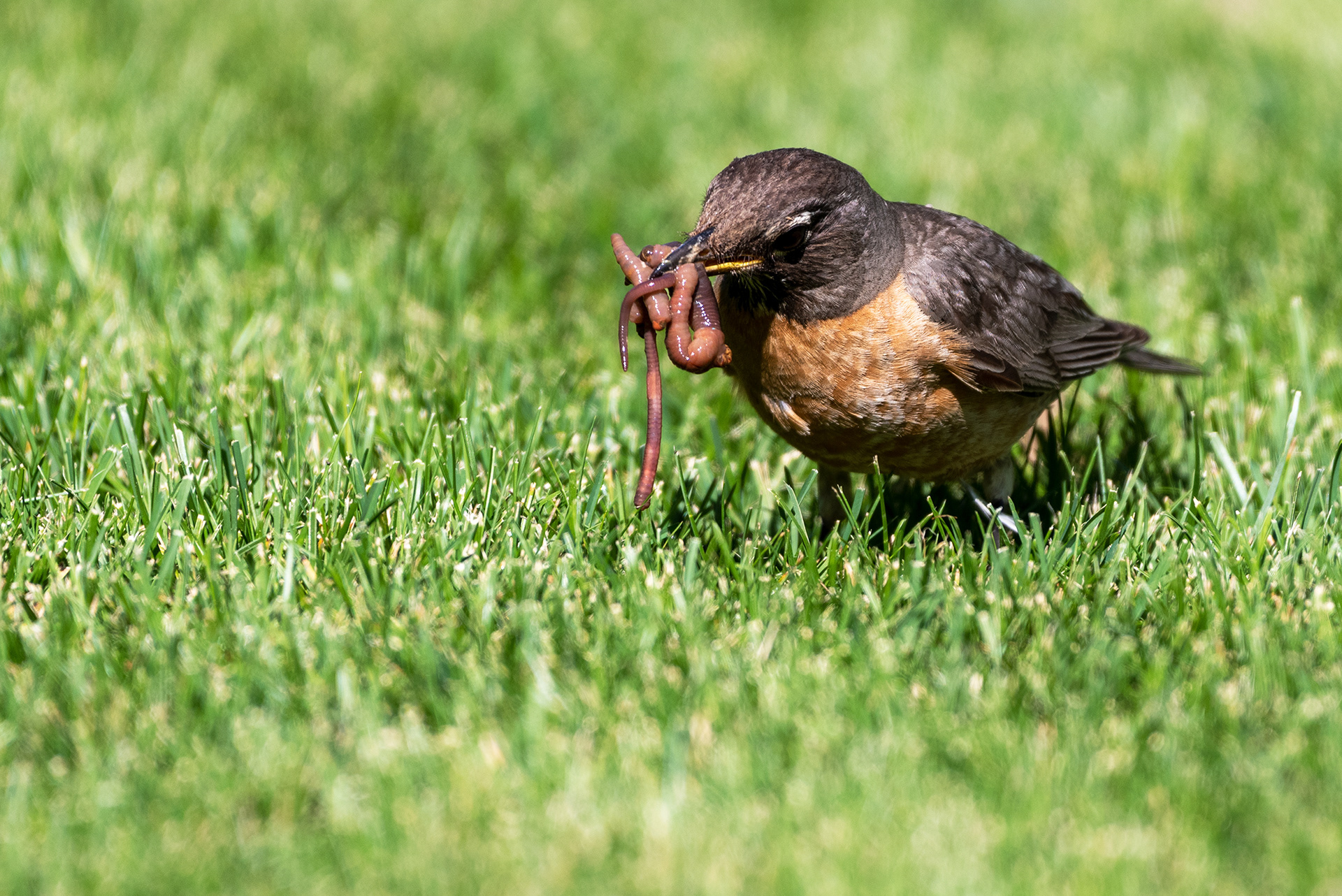 Now that's quite the catch this American Robin has got