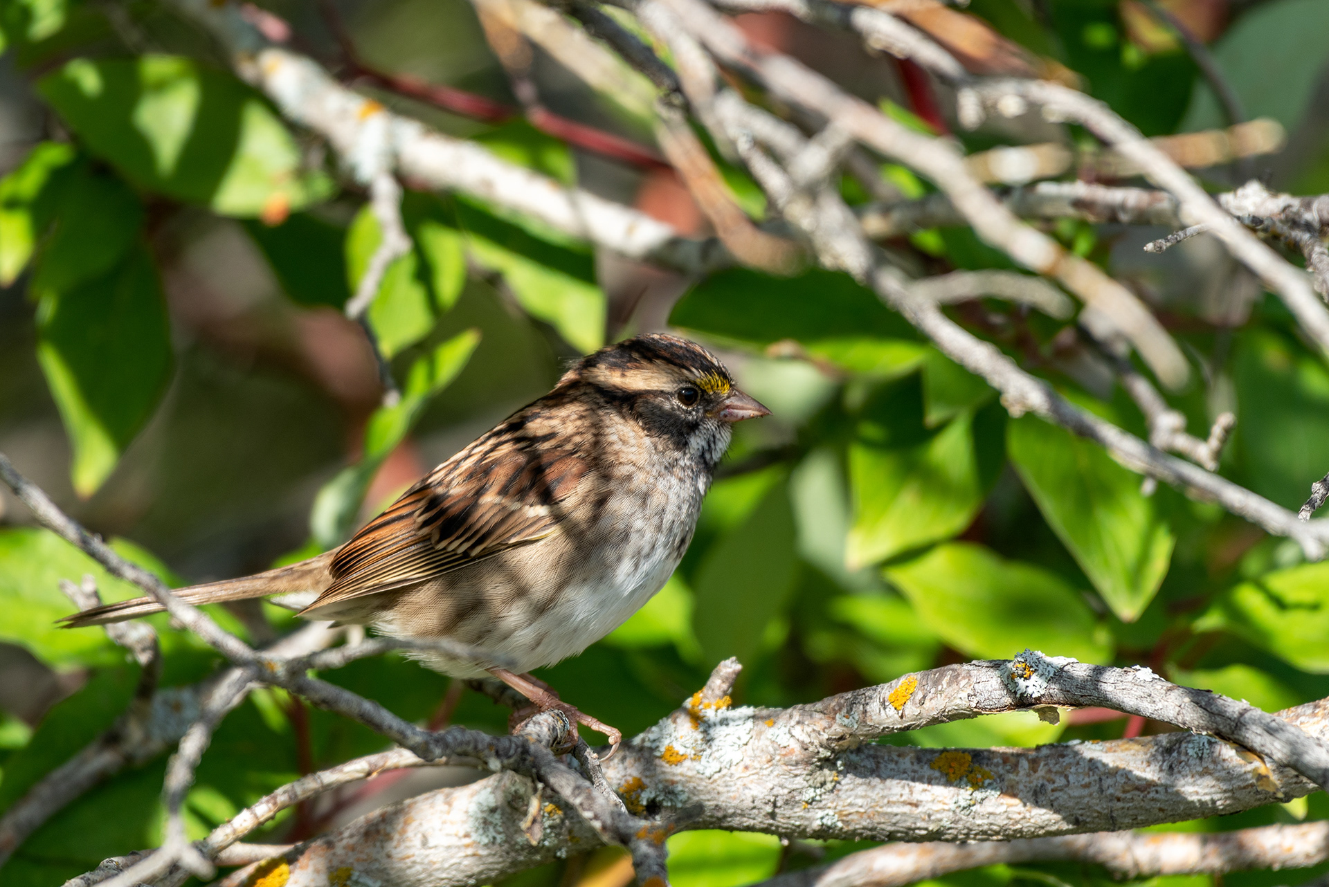 Sparrow