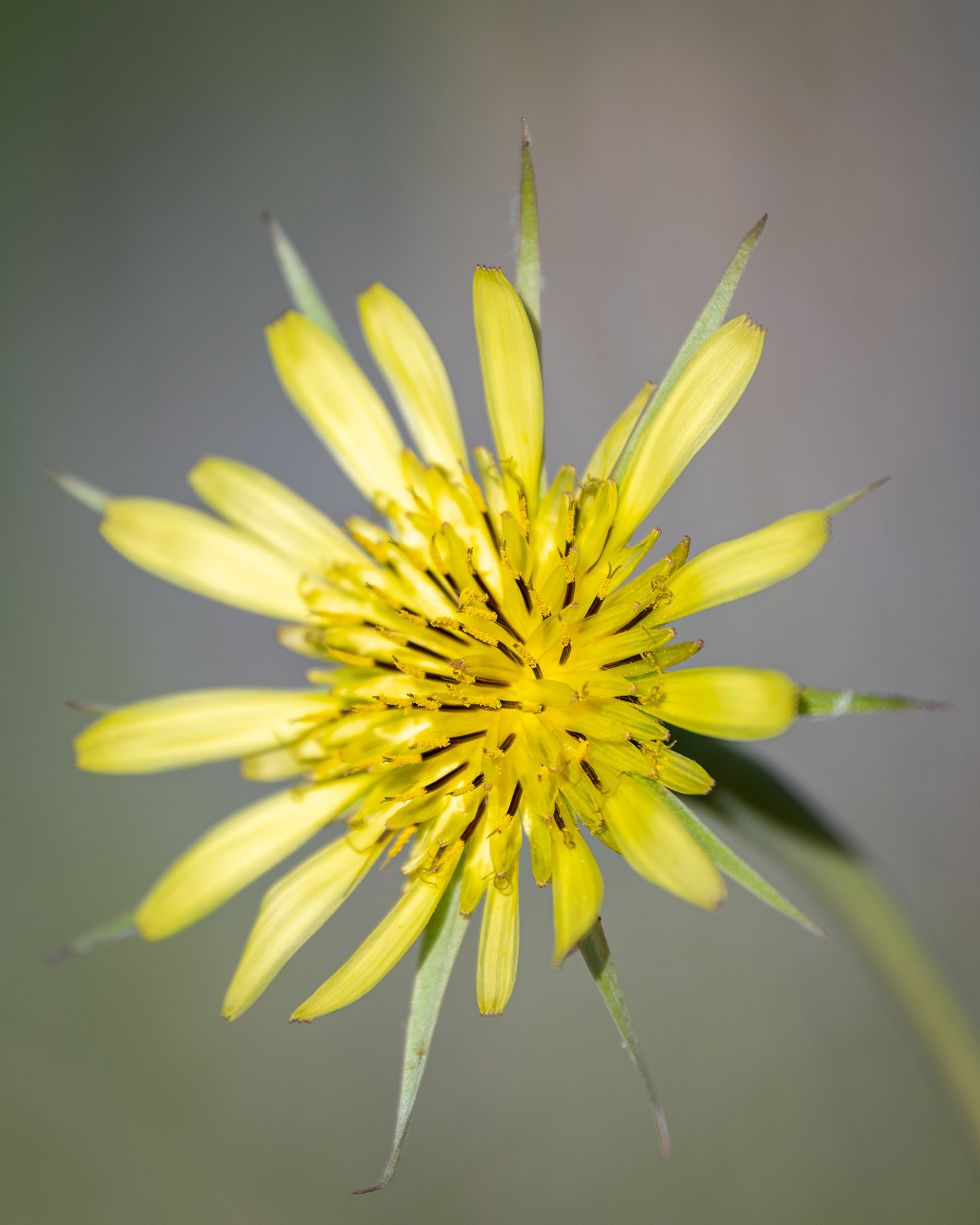 Flower, Marshall Springs area, Fish Creek Provincial Park, Calgary, AB