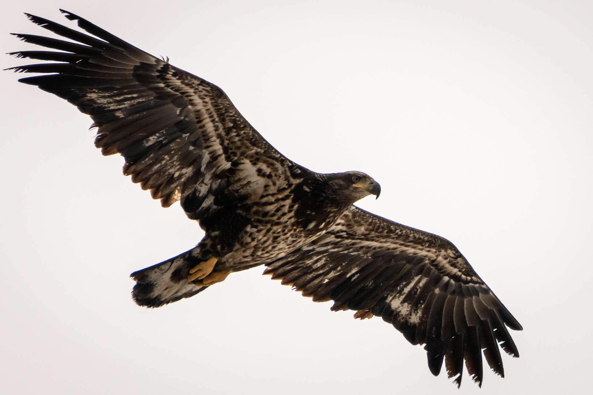 Bald Eagle (immature) in flight - Southview Off Leash Dog Park, Calgary, AB