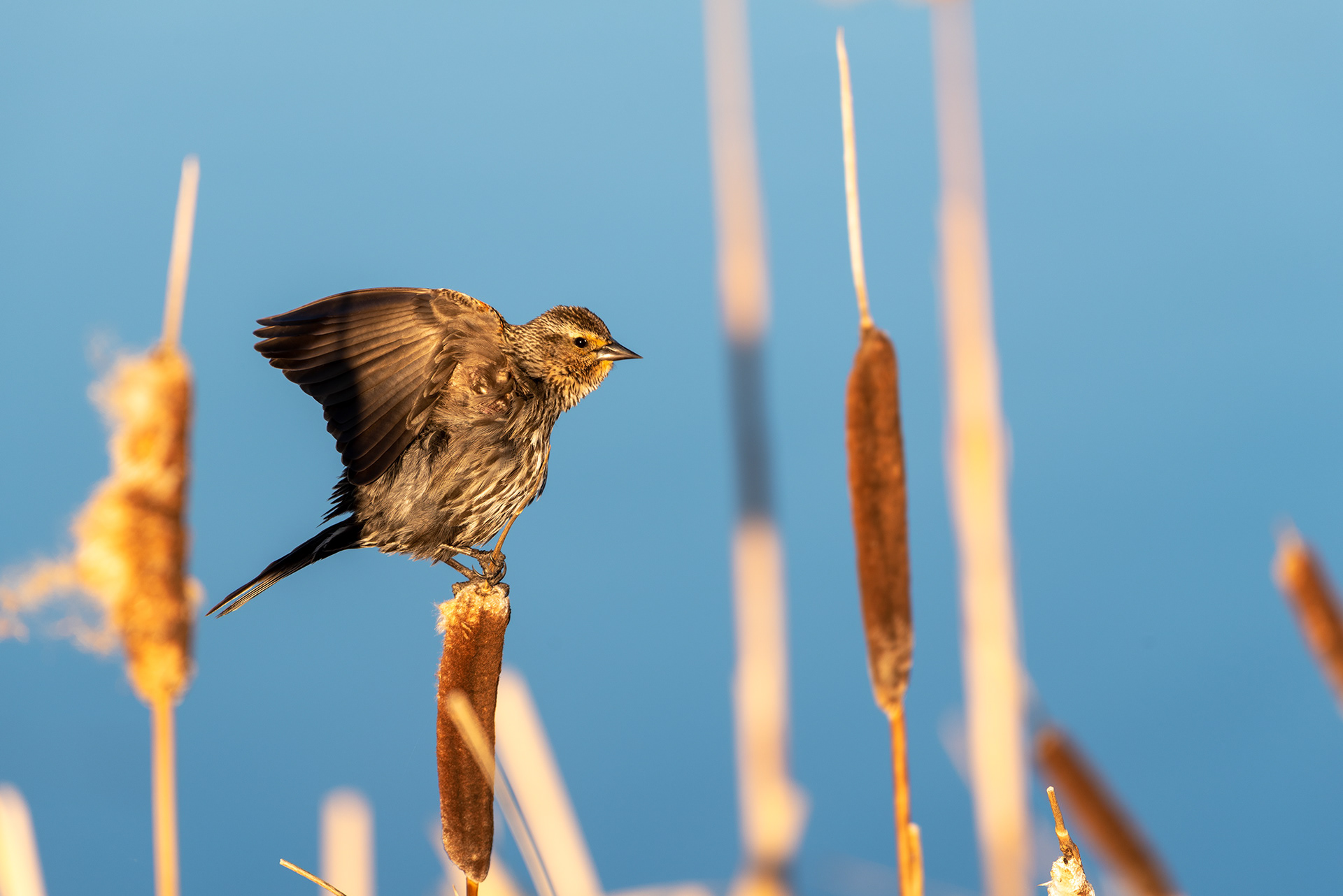 female red-winged blackbird, Marshall Springs, Fish Creek Provincial Park, Calgary, Alberta