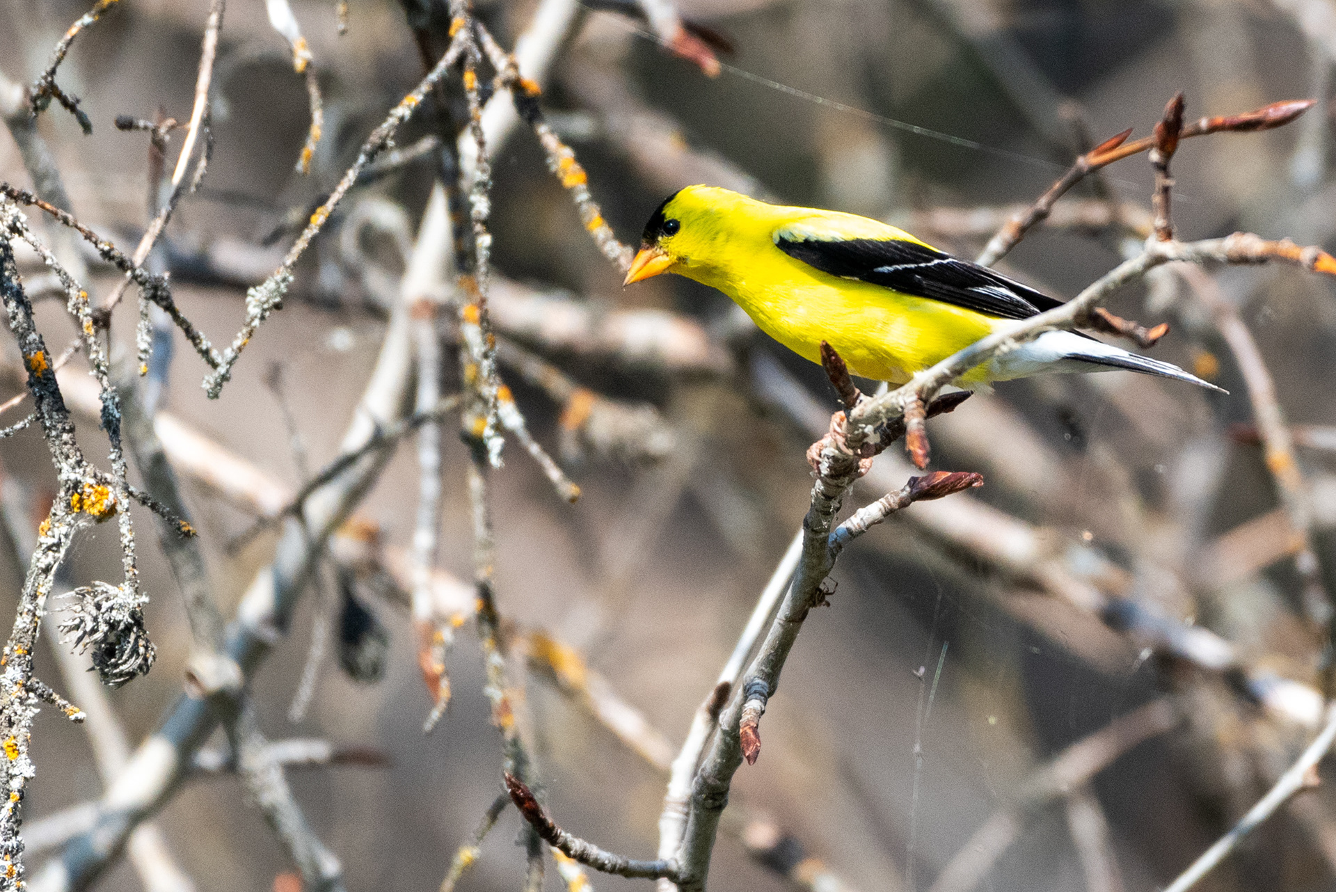 American Goldfinch (male)