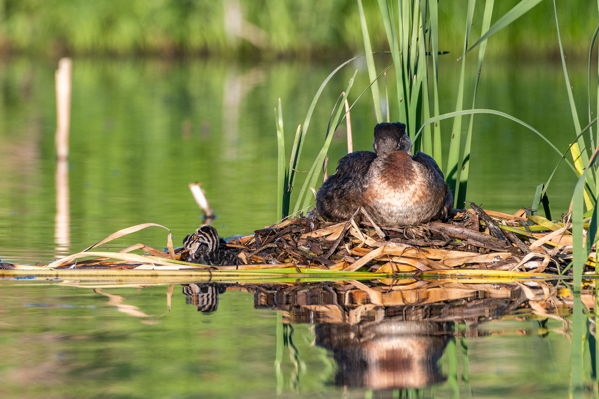 Red-necked Grebe (male) on his nest with the two chicks interacting with each other off to the side, Marshall Springs - Fish Creek Prov. Park, Calgary, AB