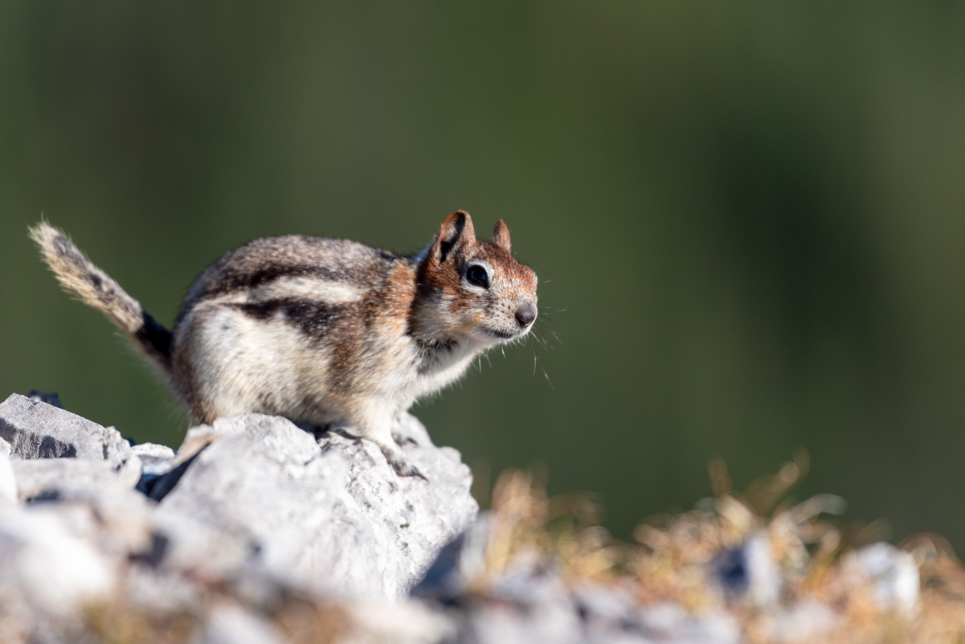 Chipmunk