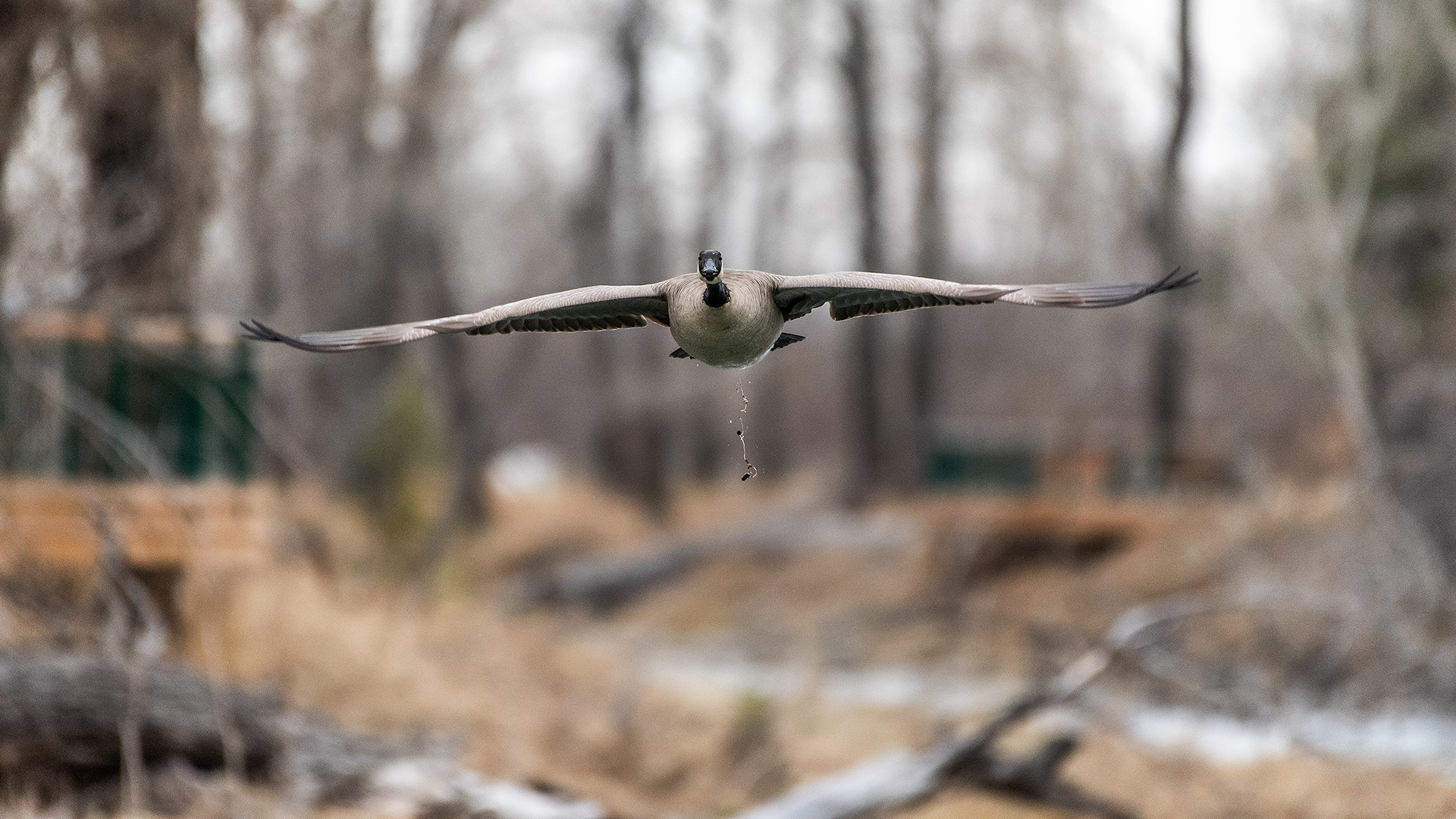 Canada Goose in flight (when ya gotta go..ya gotta go) at the Inglewood Bird Sanctuary & Nature Centre, Calgary, Alberta