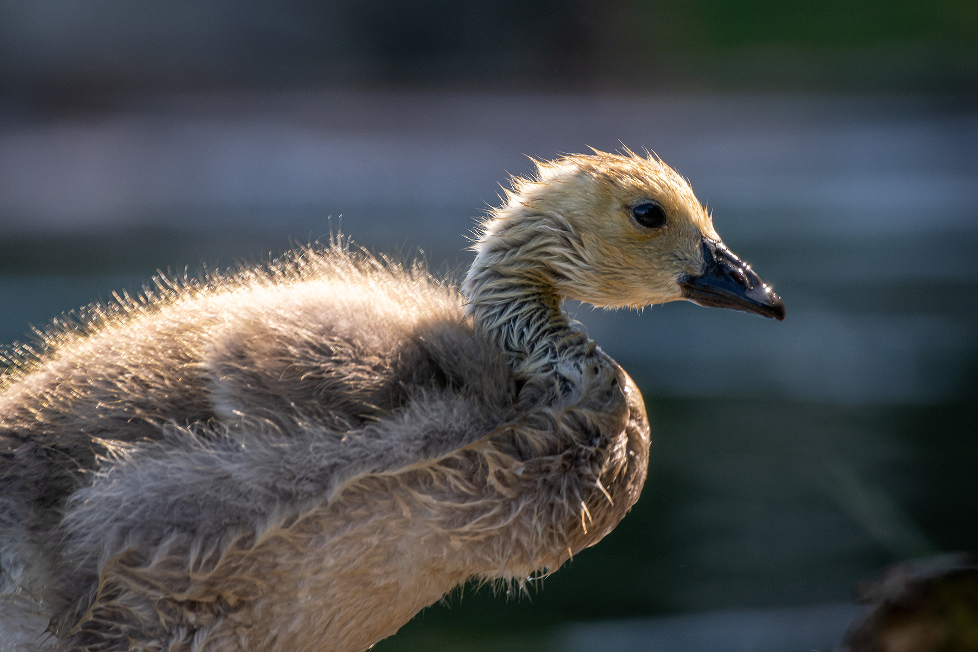 Canada Goose (immature) close-up, Marshall Springs ponds, Fish Creek Provincial Park, Calgary, AB