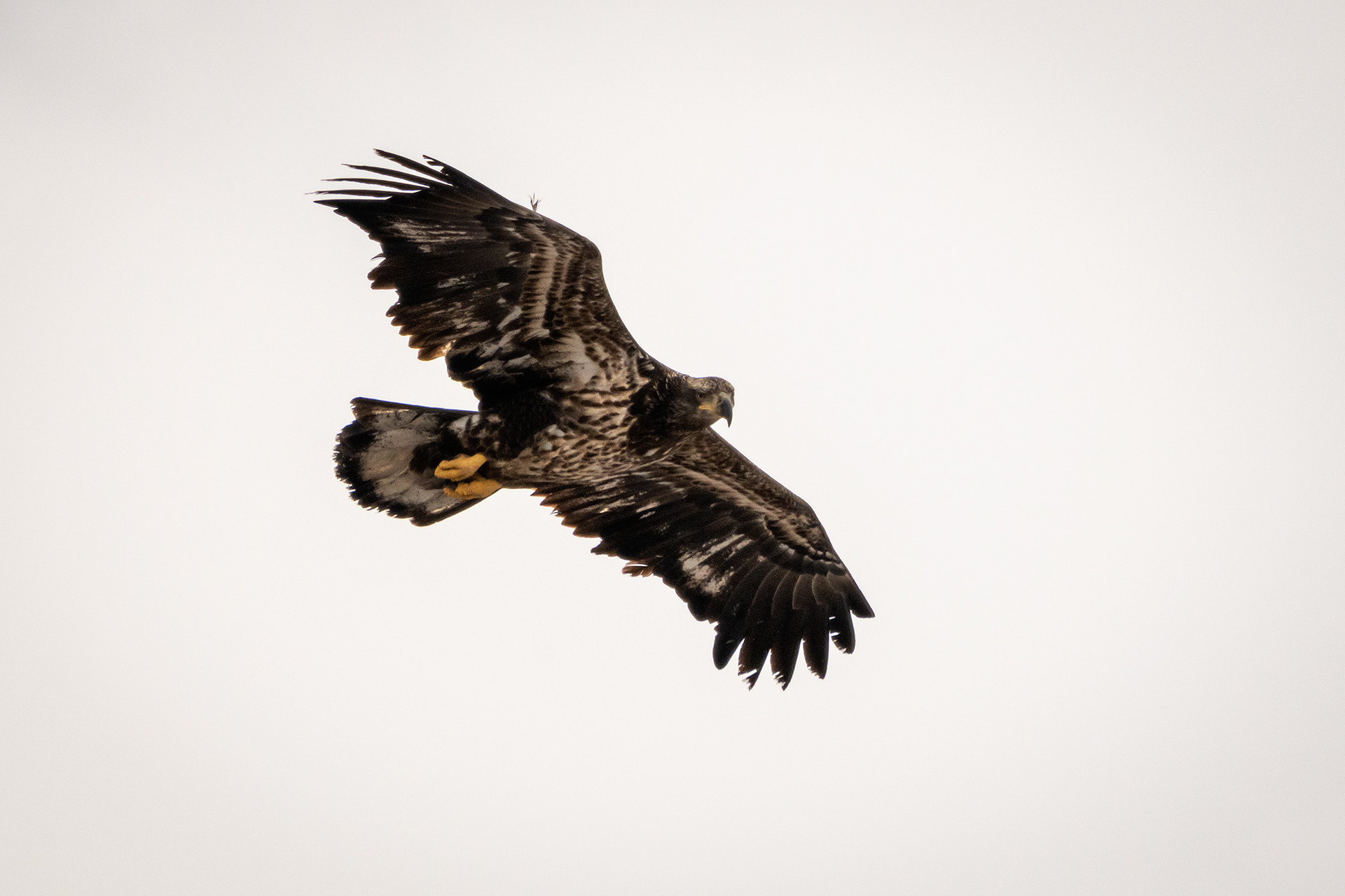 Bald Eagle (immature) in flight - Southview Off Leash Dog Park, Calgary, AB